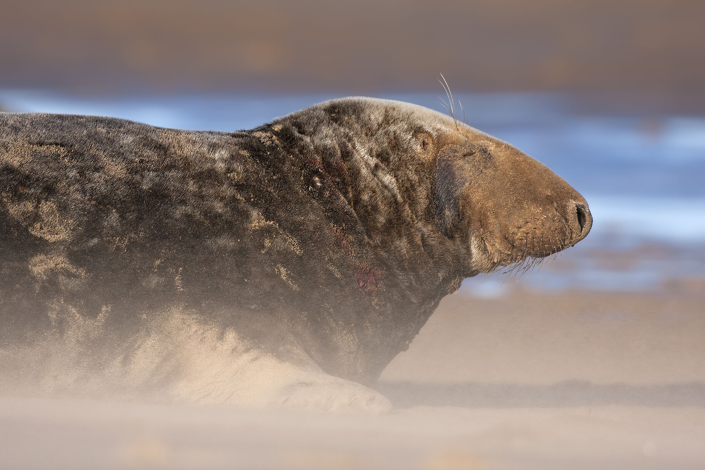 Grey seal
