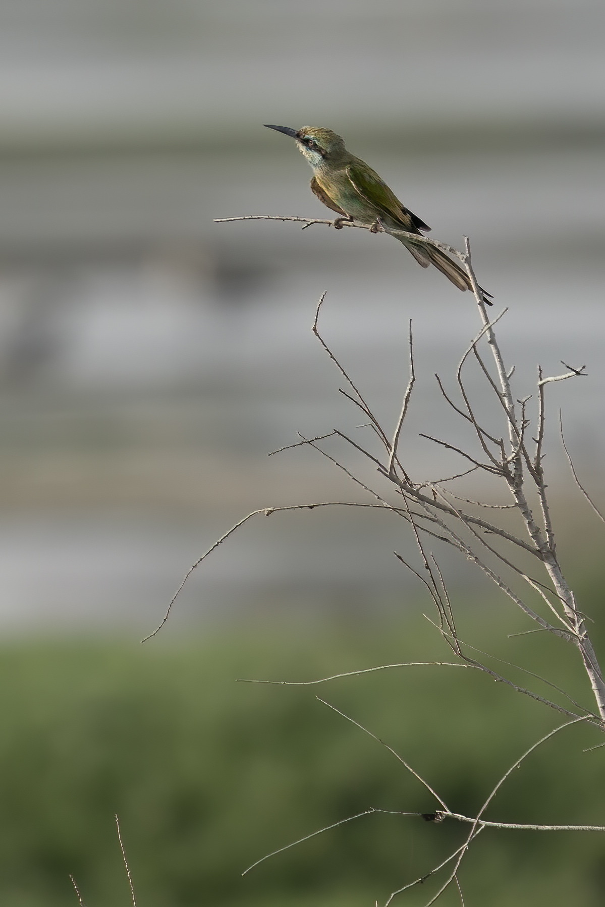 Bee eater