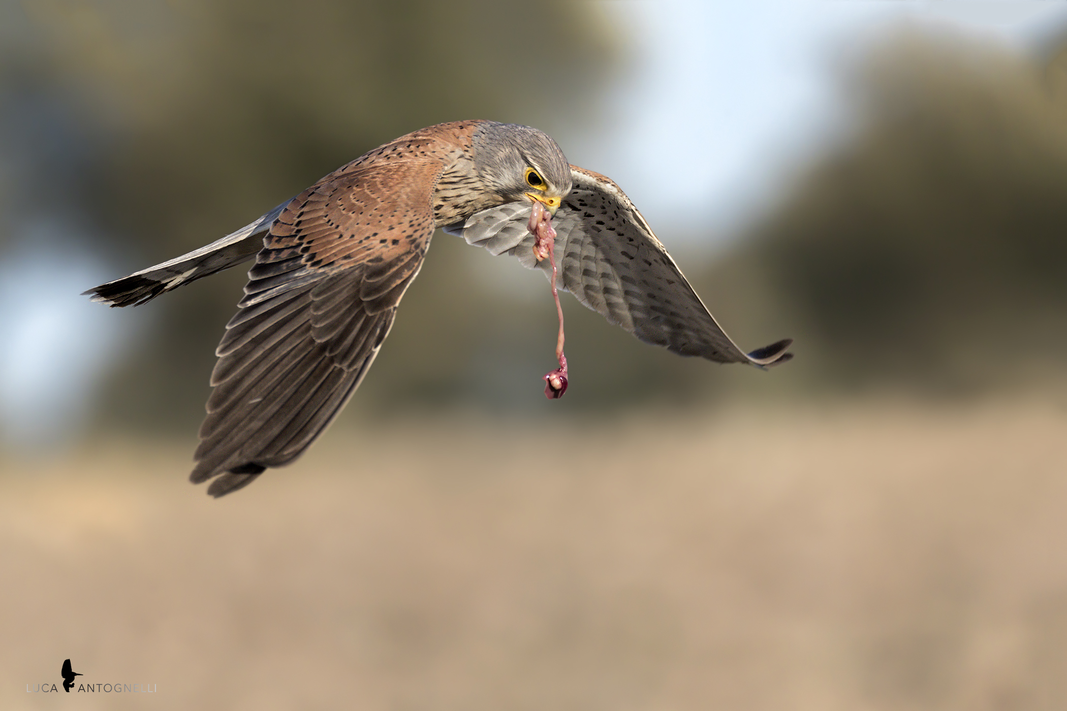 Gheglio with off-the-backs of a prey.