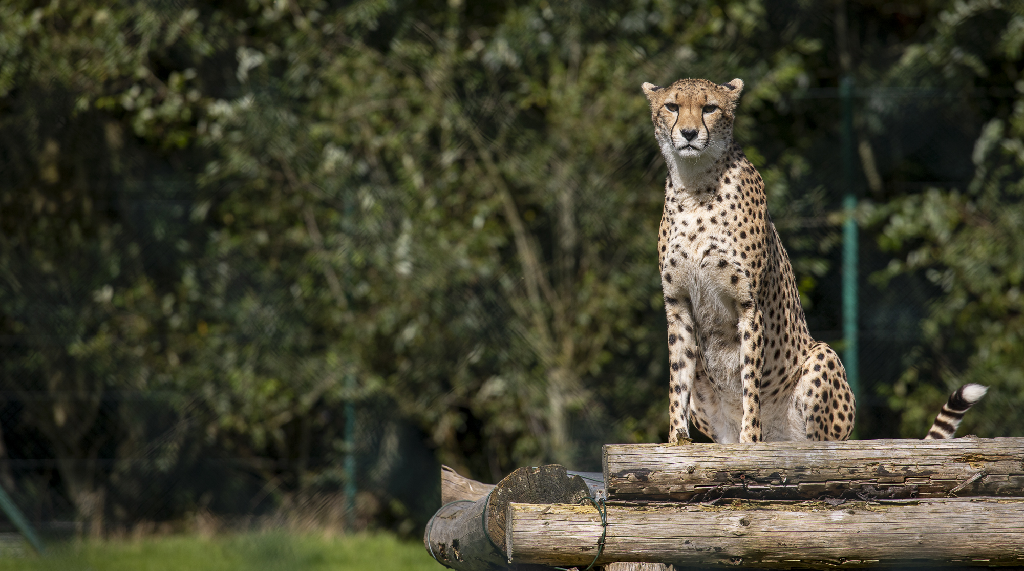 Watch cheetah at wildlife park