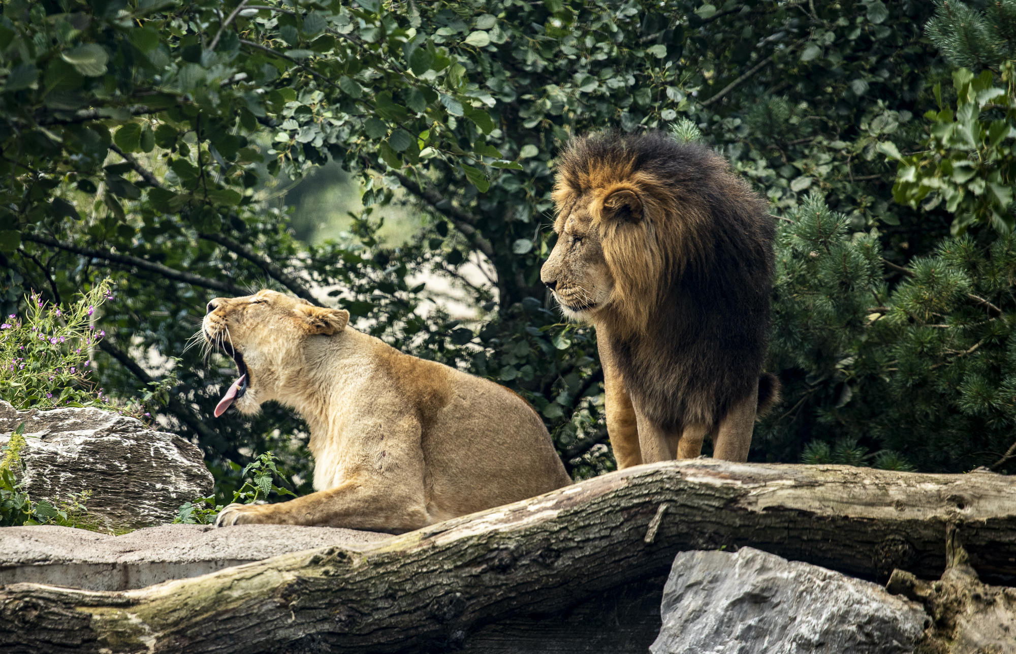 Are you sleepy, darling?