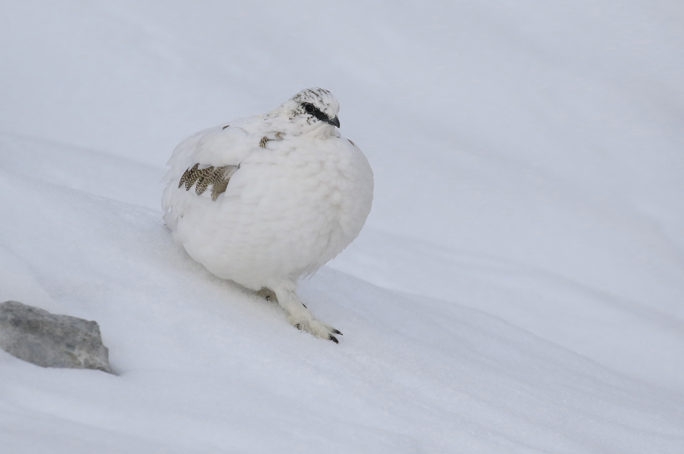 pernice bianca si gonfia per il freddo