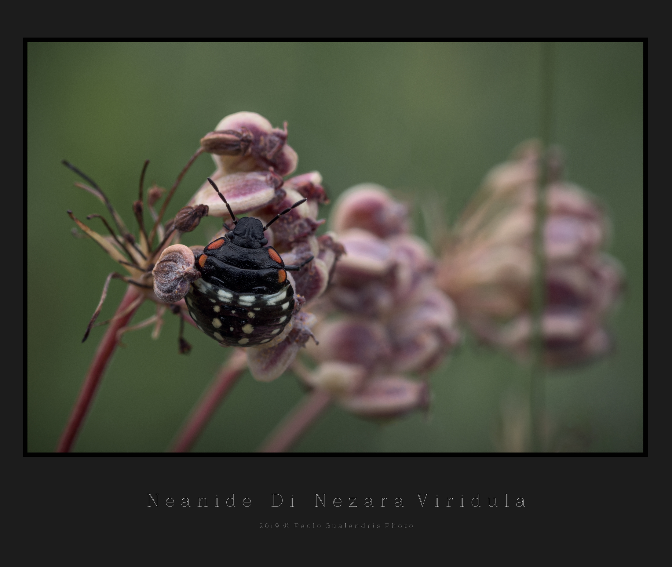 Neanide Di Nezara Viridula