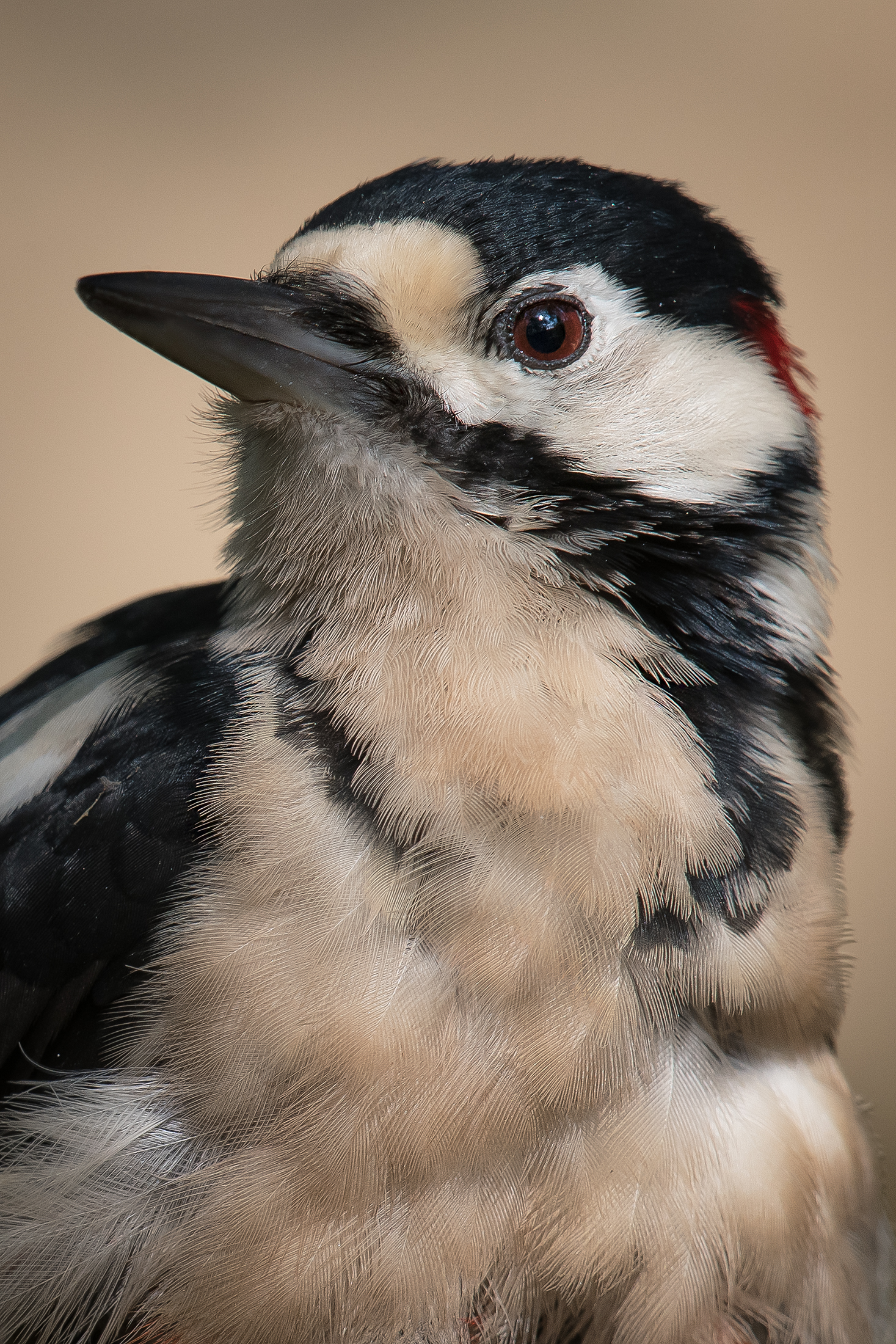 picchio rosso maggiore