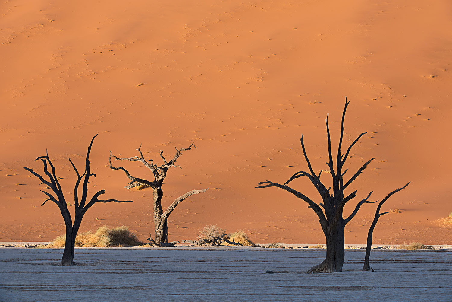 Dead Vlei  all'alba