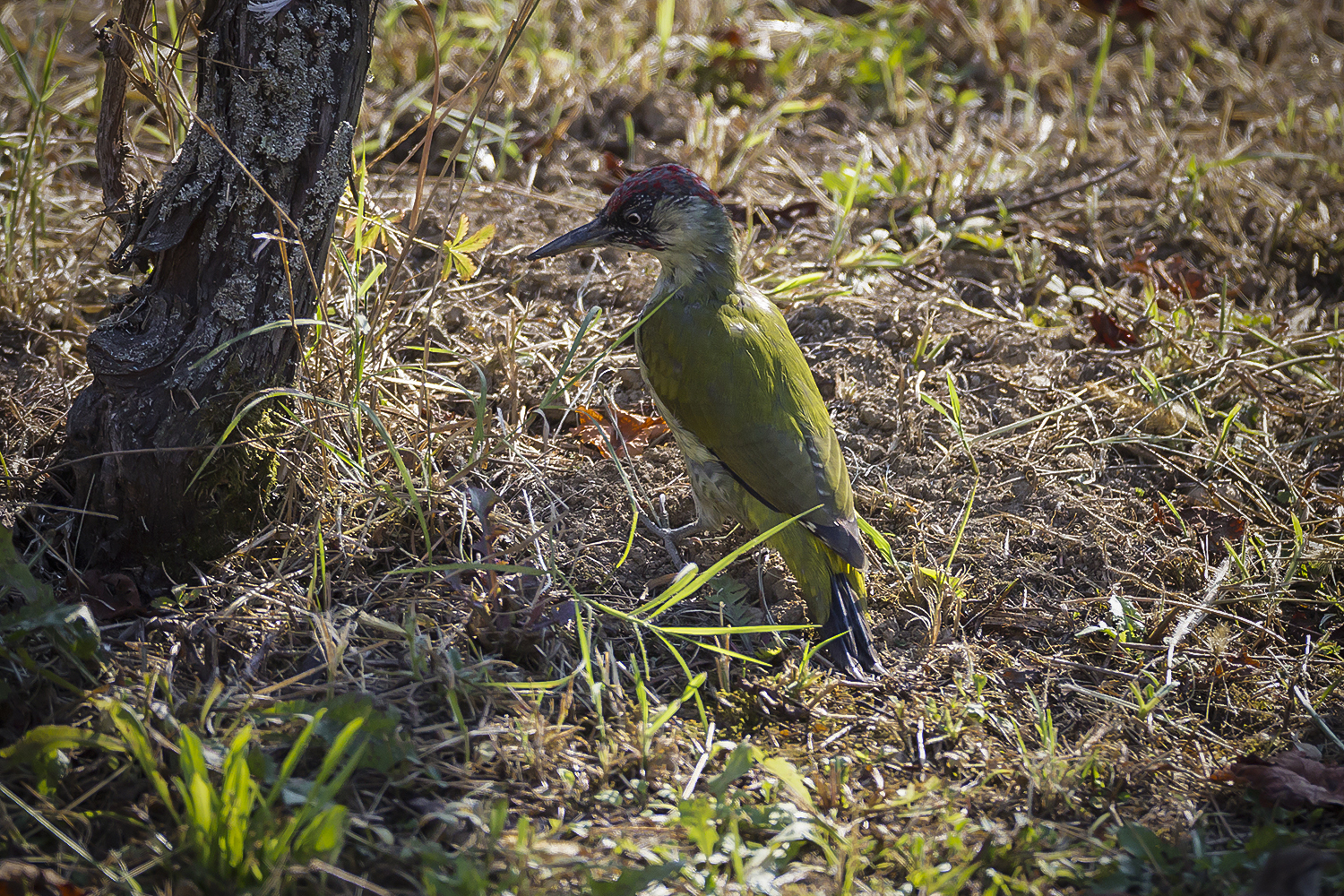 Green woodpecker