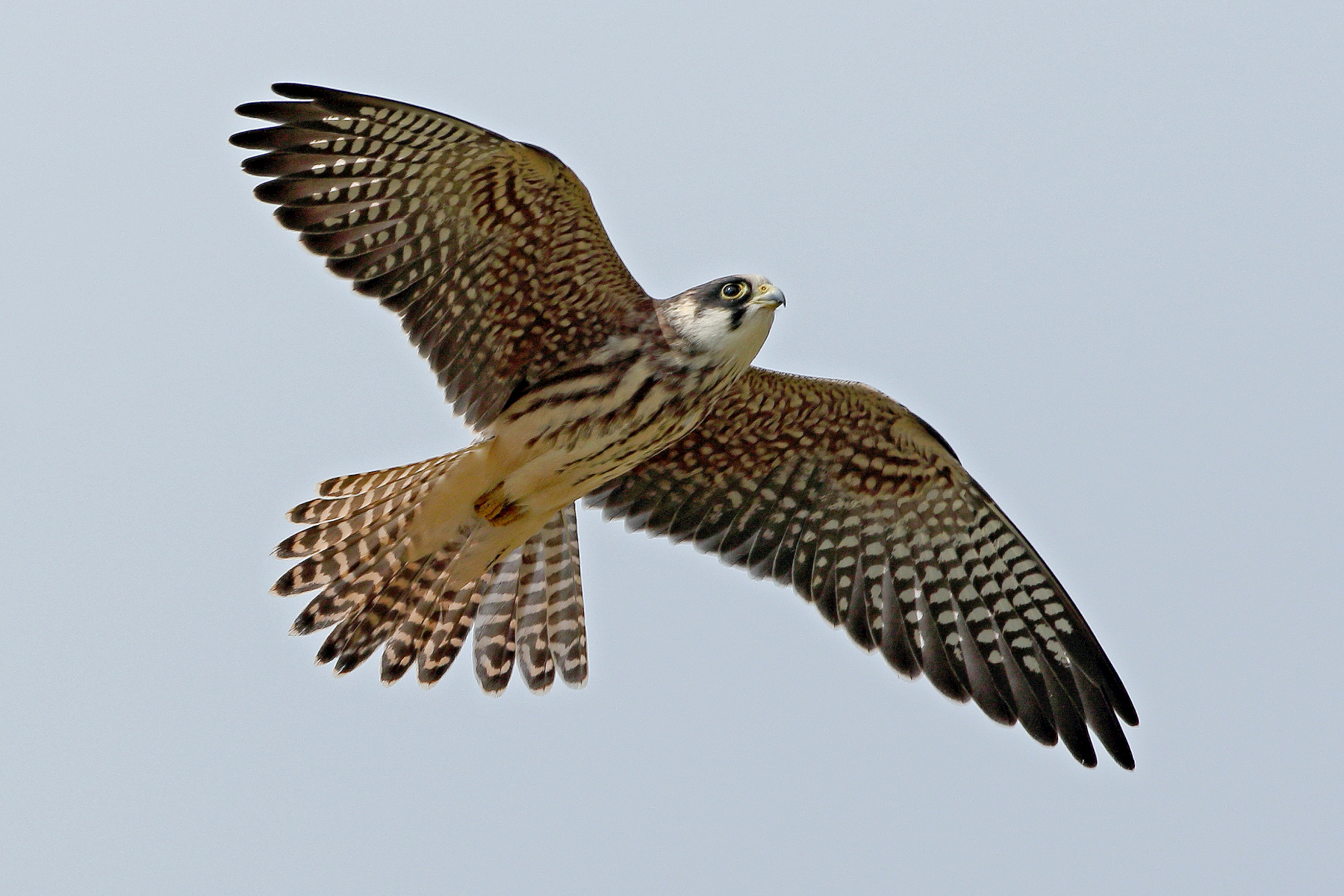 Cuckoo Falcon (young female)