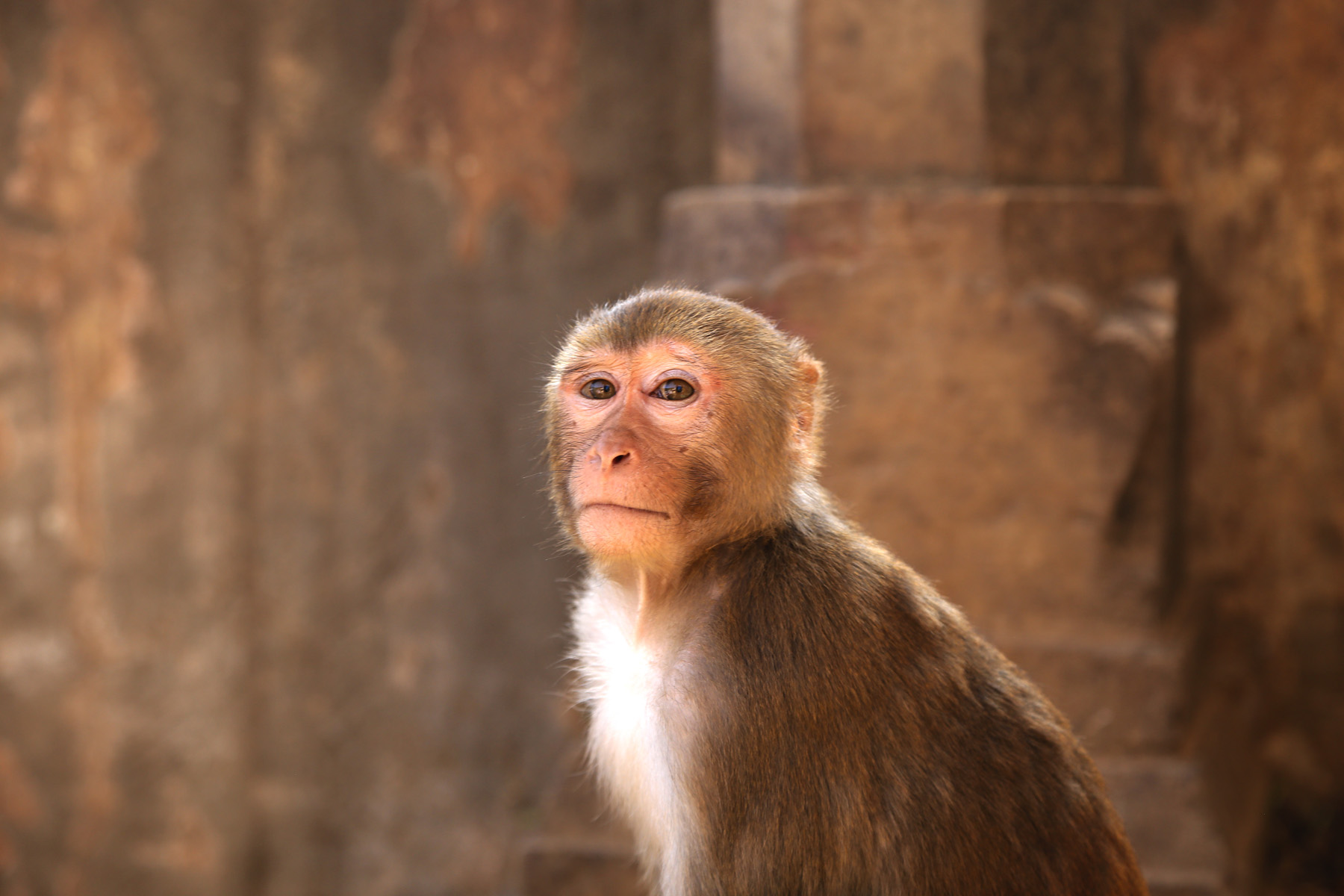 uno degli abitanti del Galta Ji temple - Jaipur