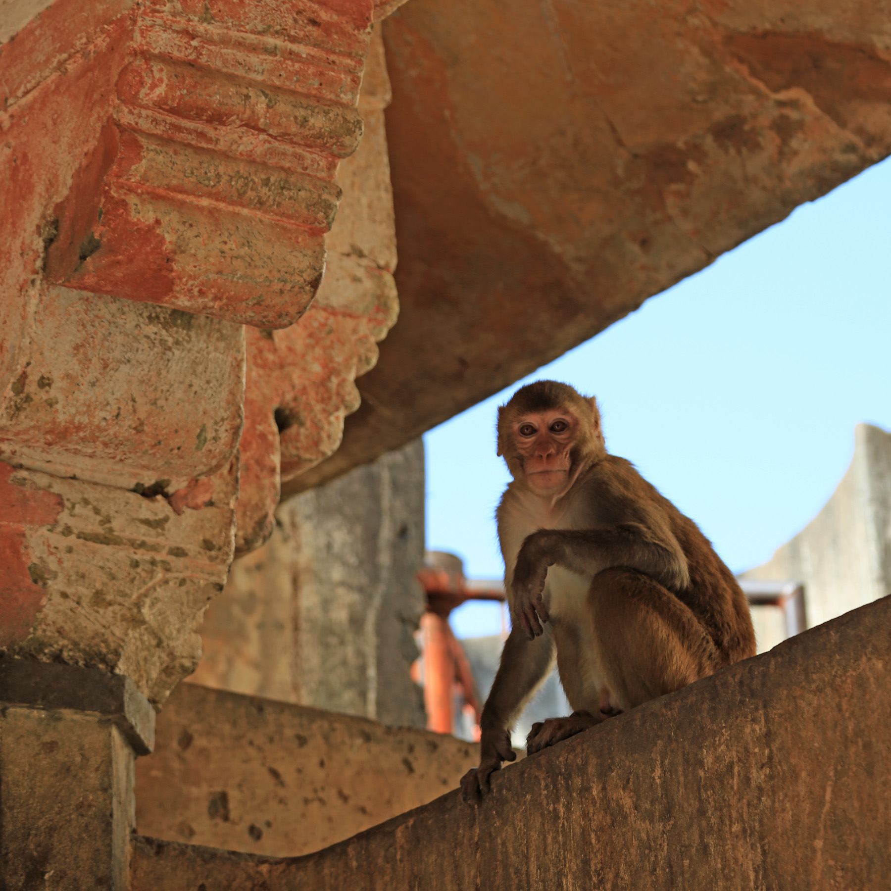 tempio delle sciemmie - Jaipur