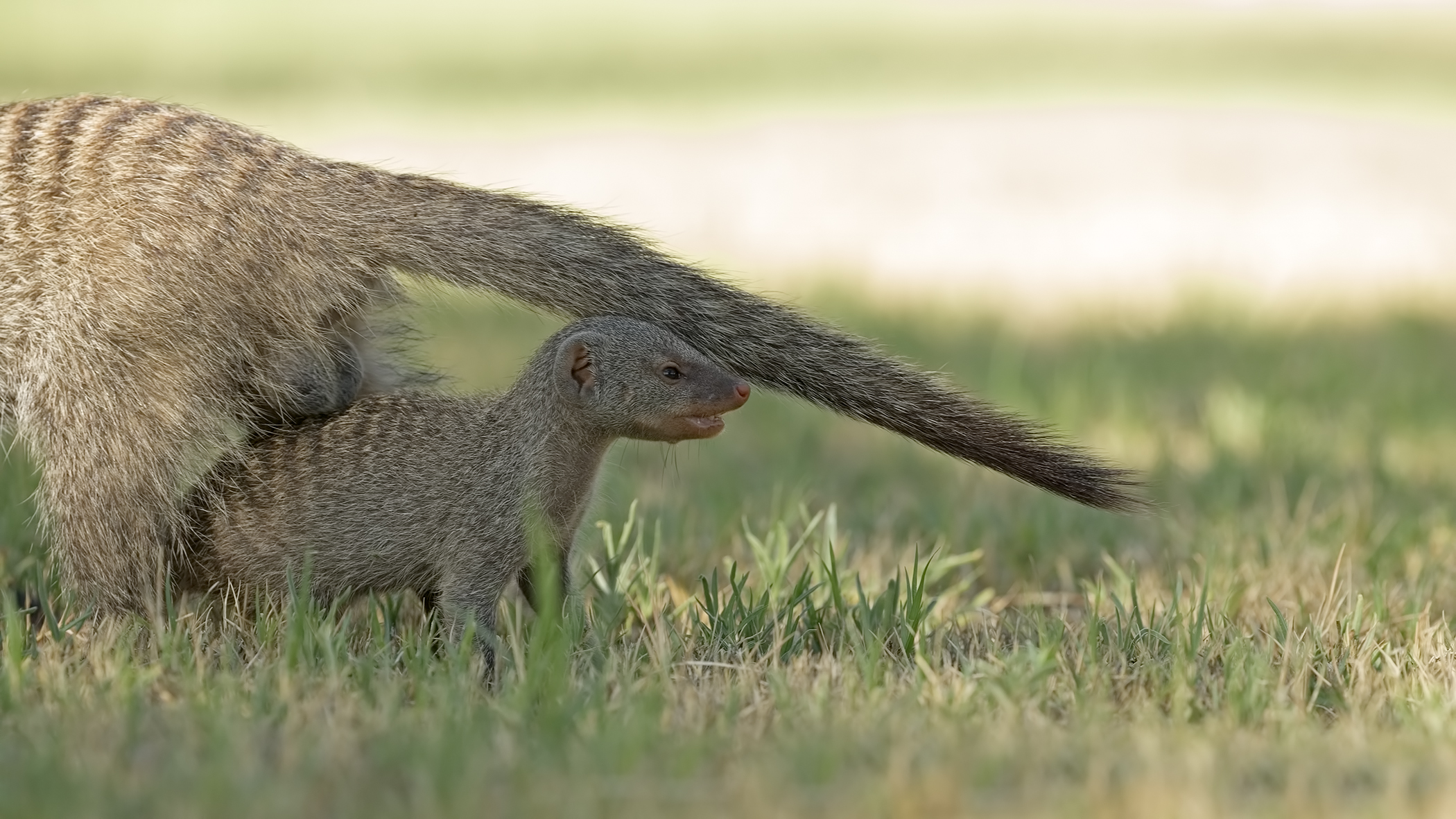Sotto la coda di papà