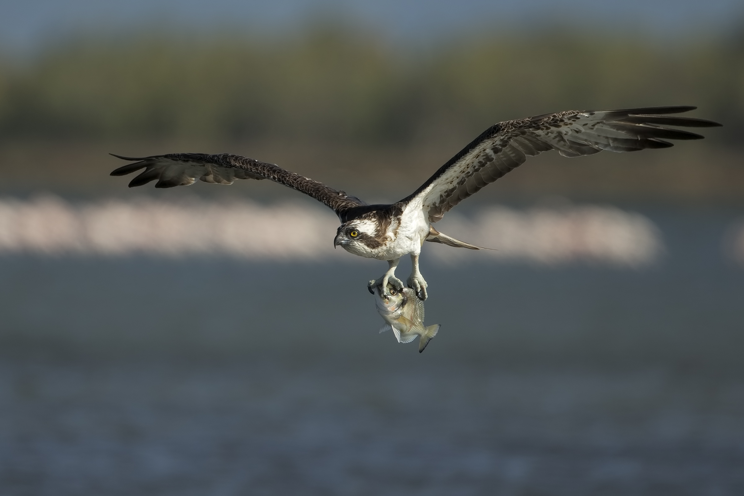 Fisherman and goldsmith
