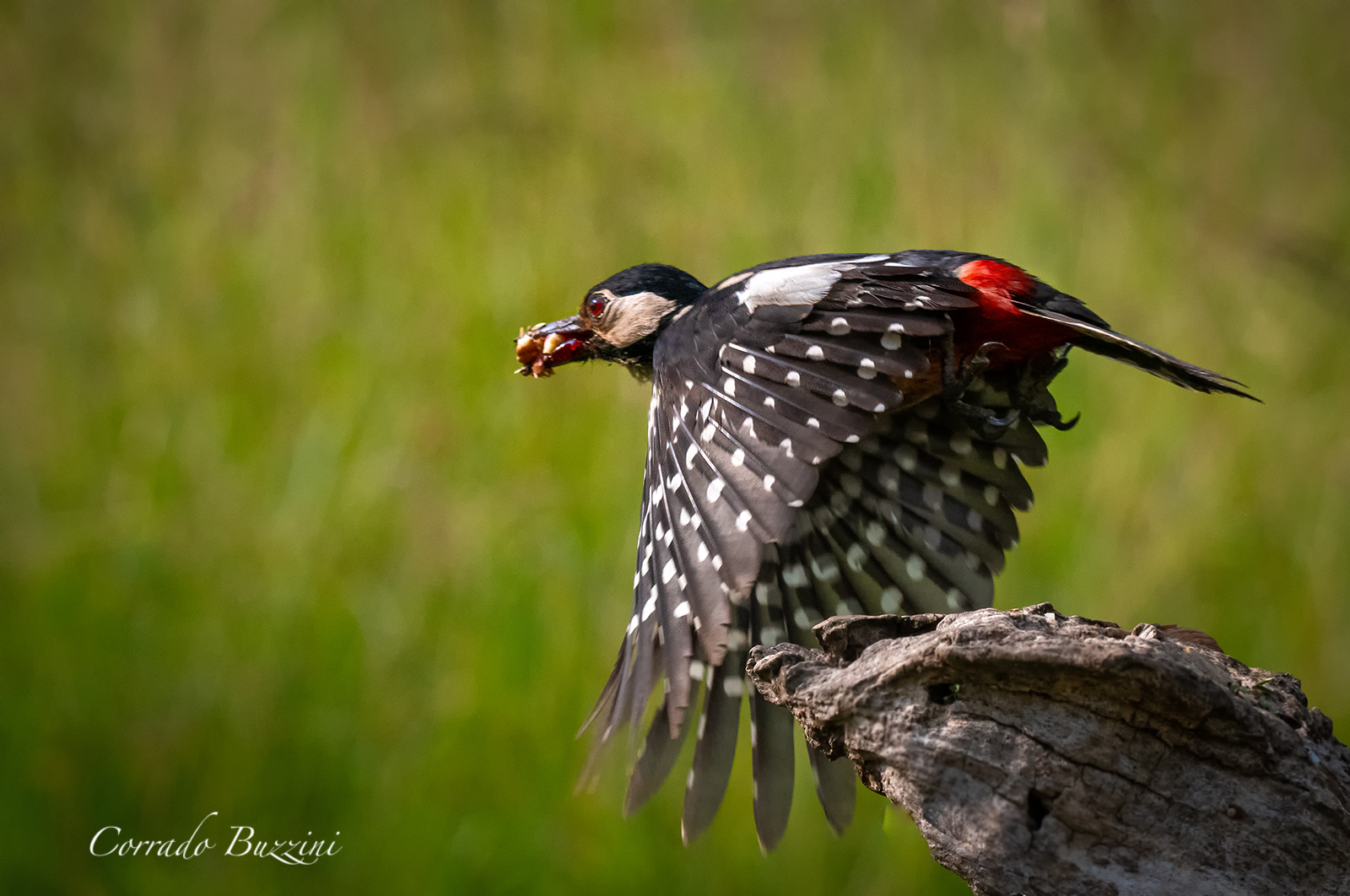 Red woodpecker in flight