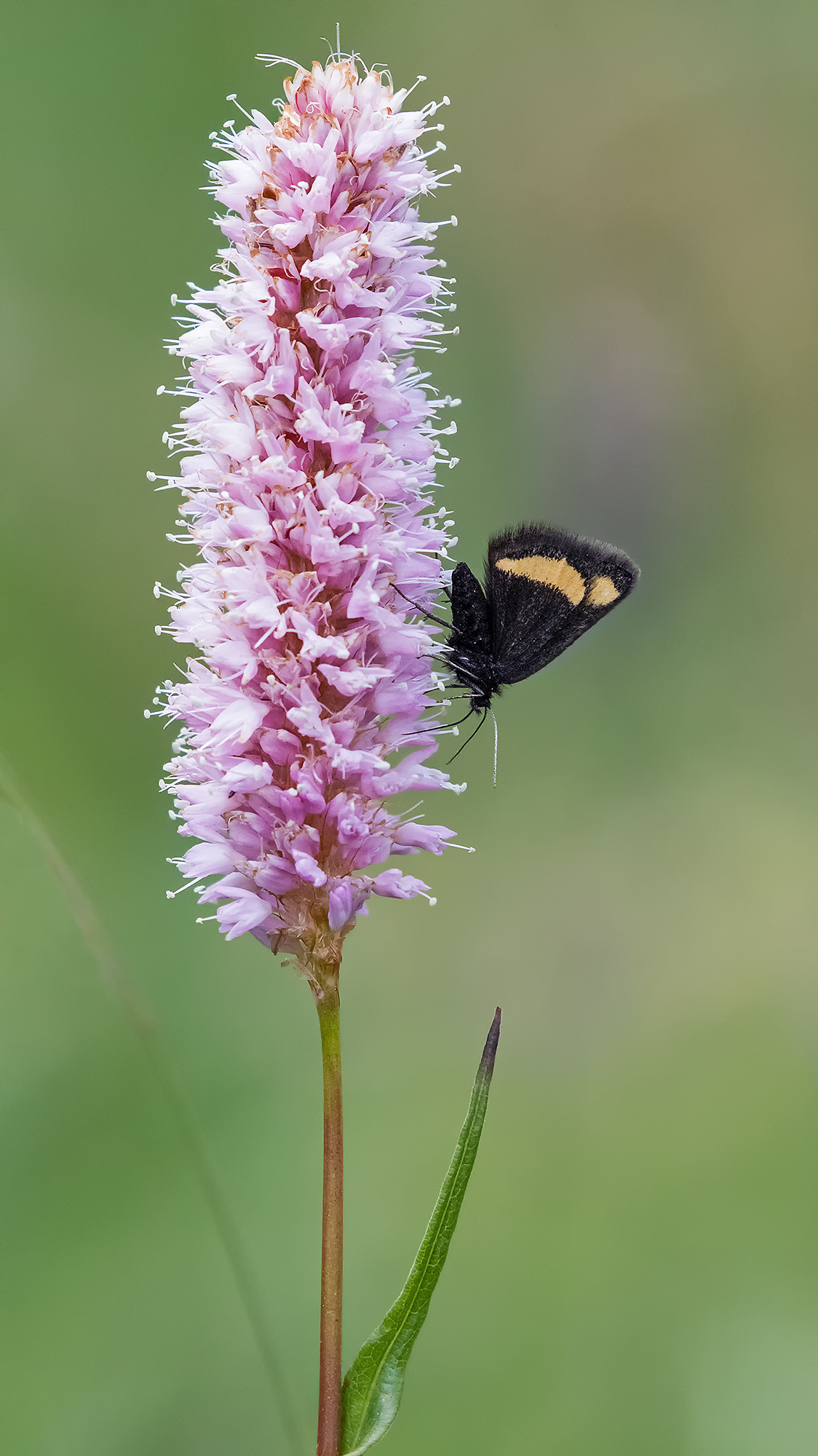 psodos quadripharia on Persicaria bistorta