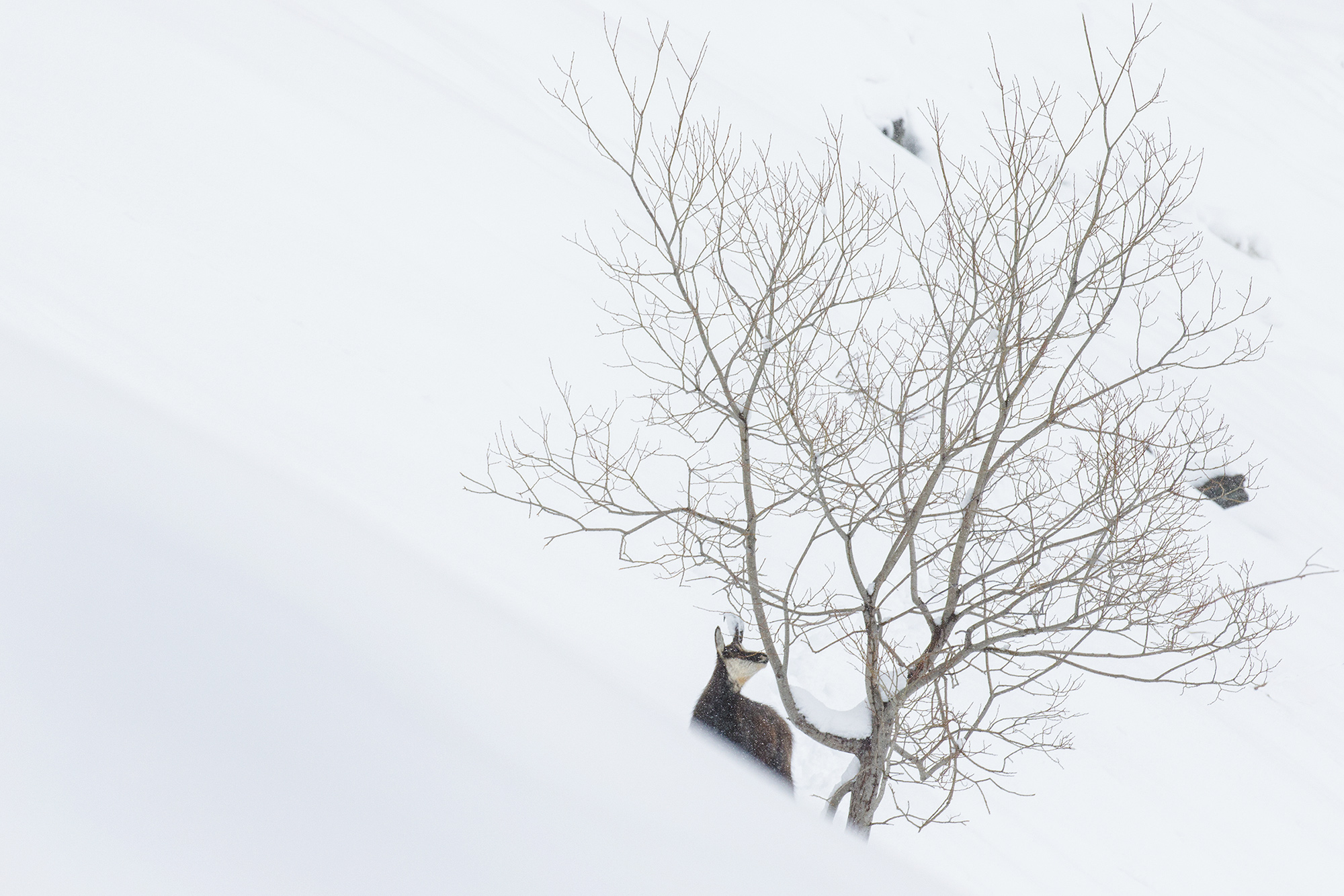 in cerca di corteccia