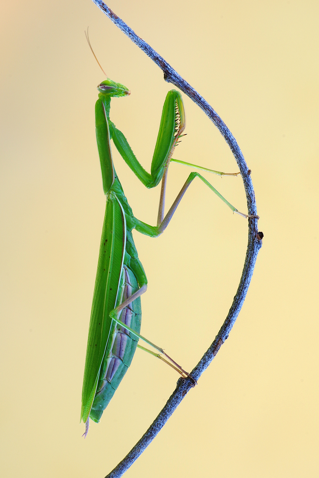 Praying mantis