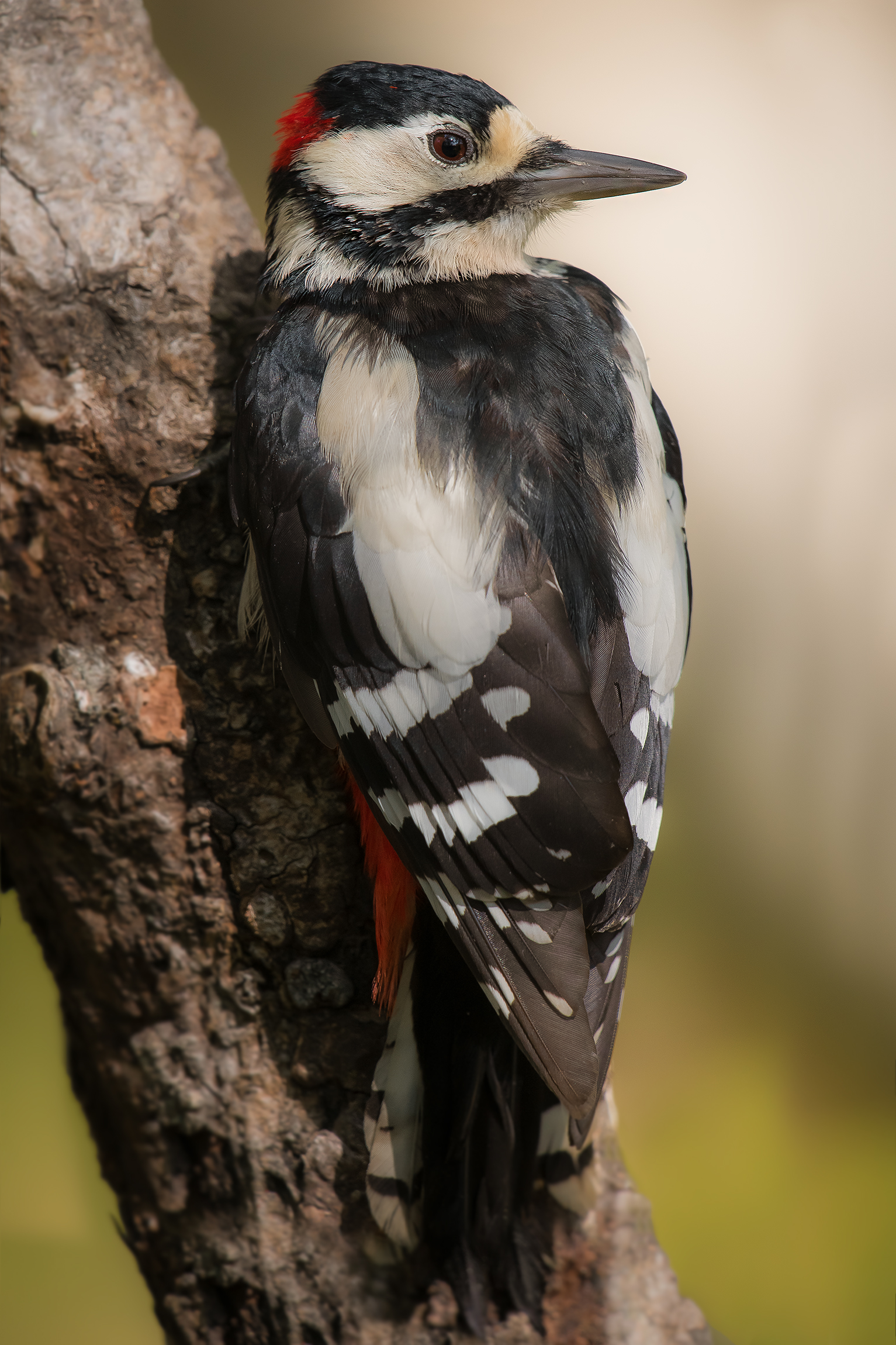 picchio rosso maggiore