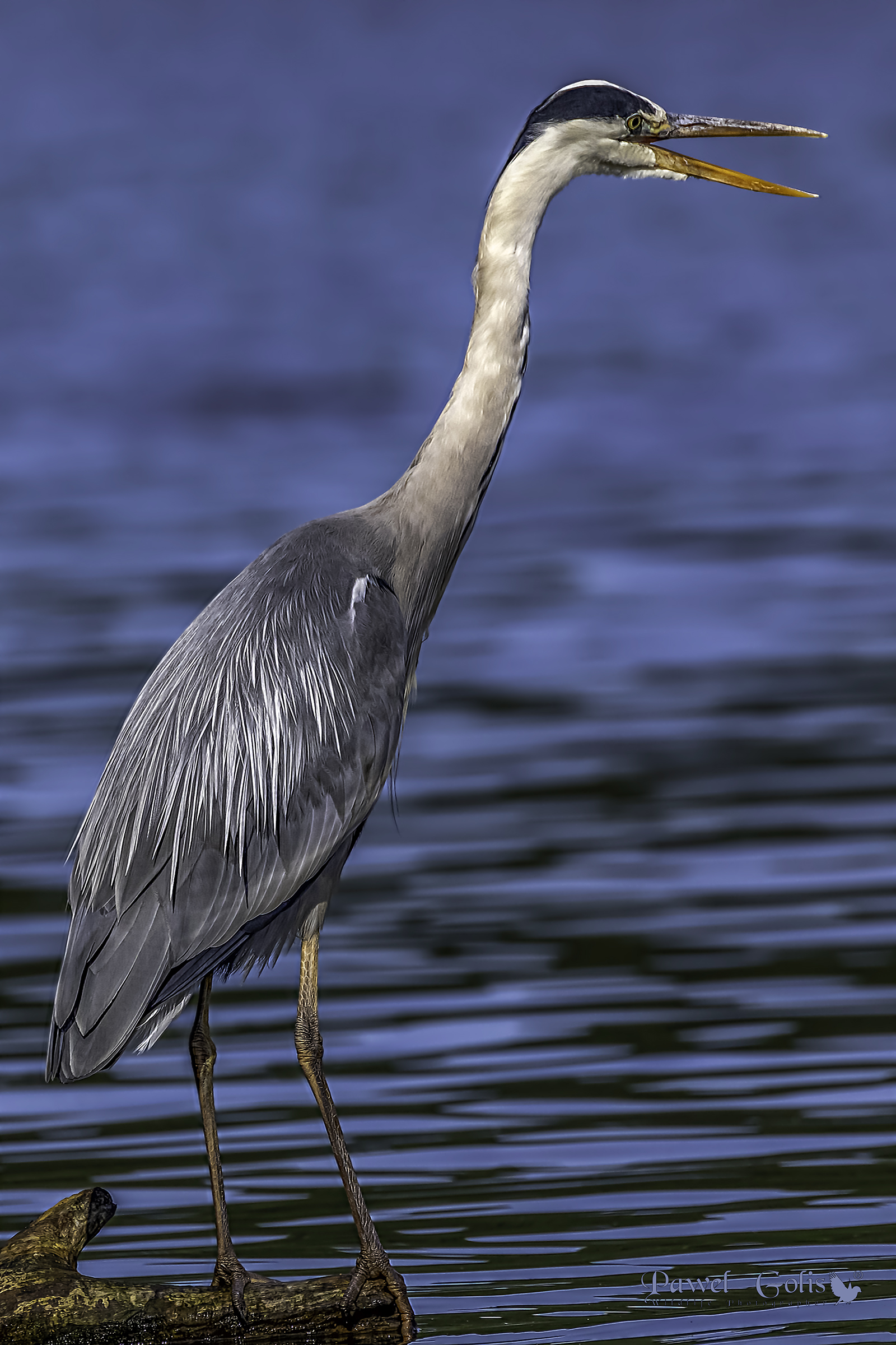 Aironi grigi (Ardea cinerea)