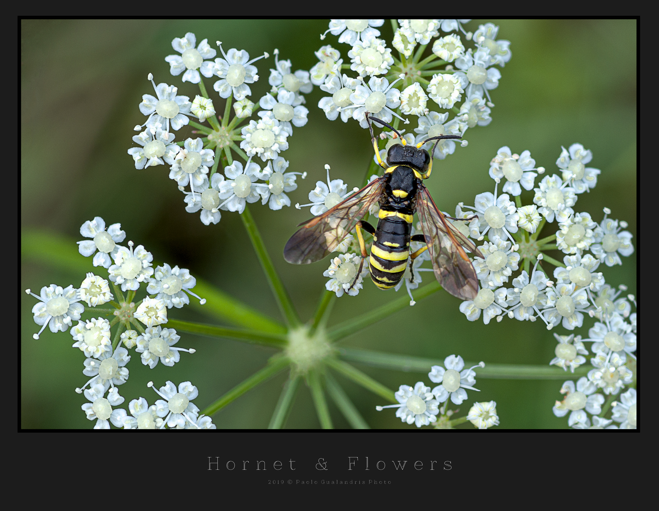 Hornet & Flowers