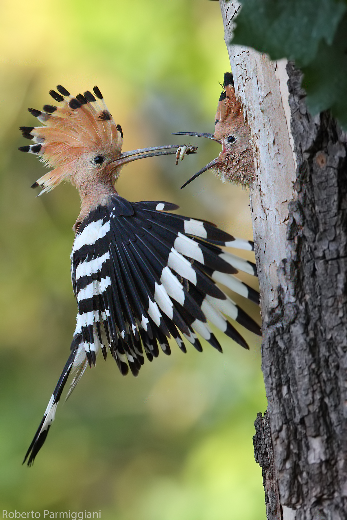 L upupa and the grasshopper