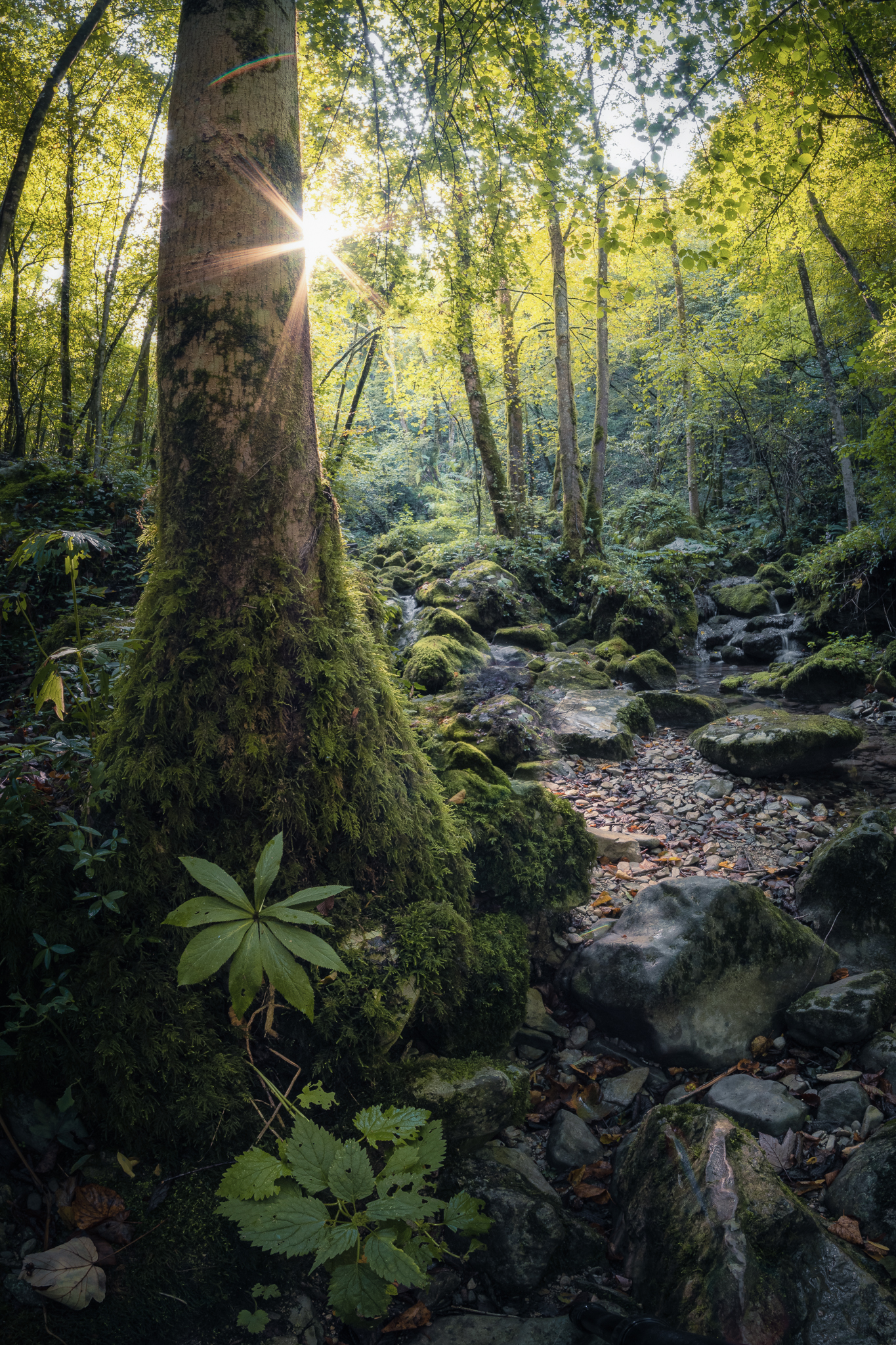 "in the thicket of my imagination..."