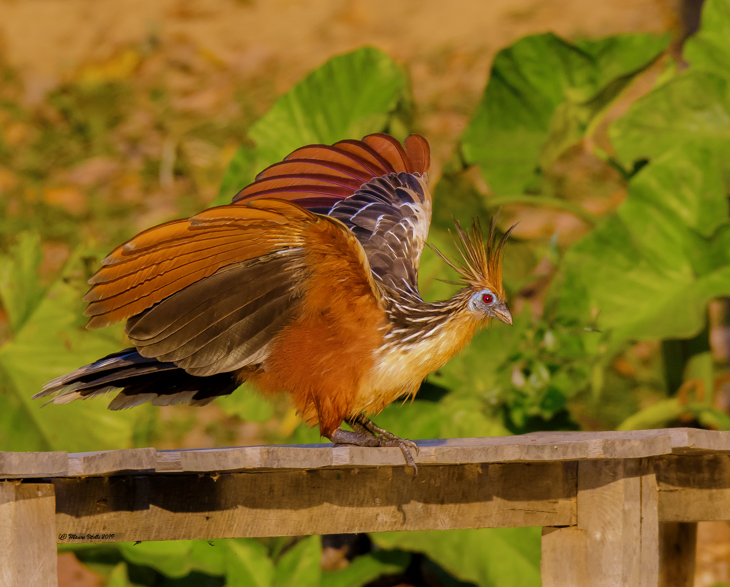 Hoatzin (Opisthocomus hoazin) Amazzonia, Perù