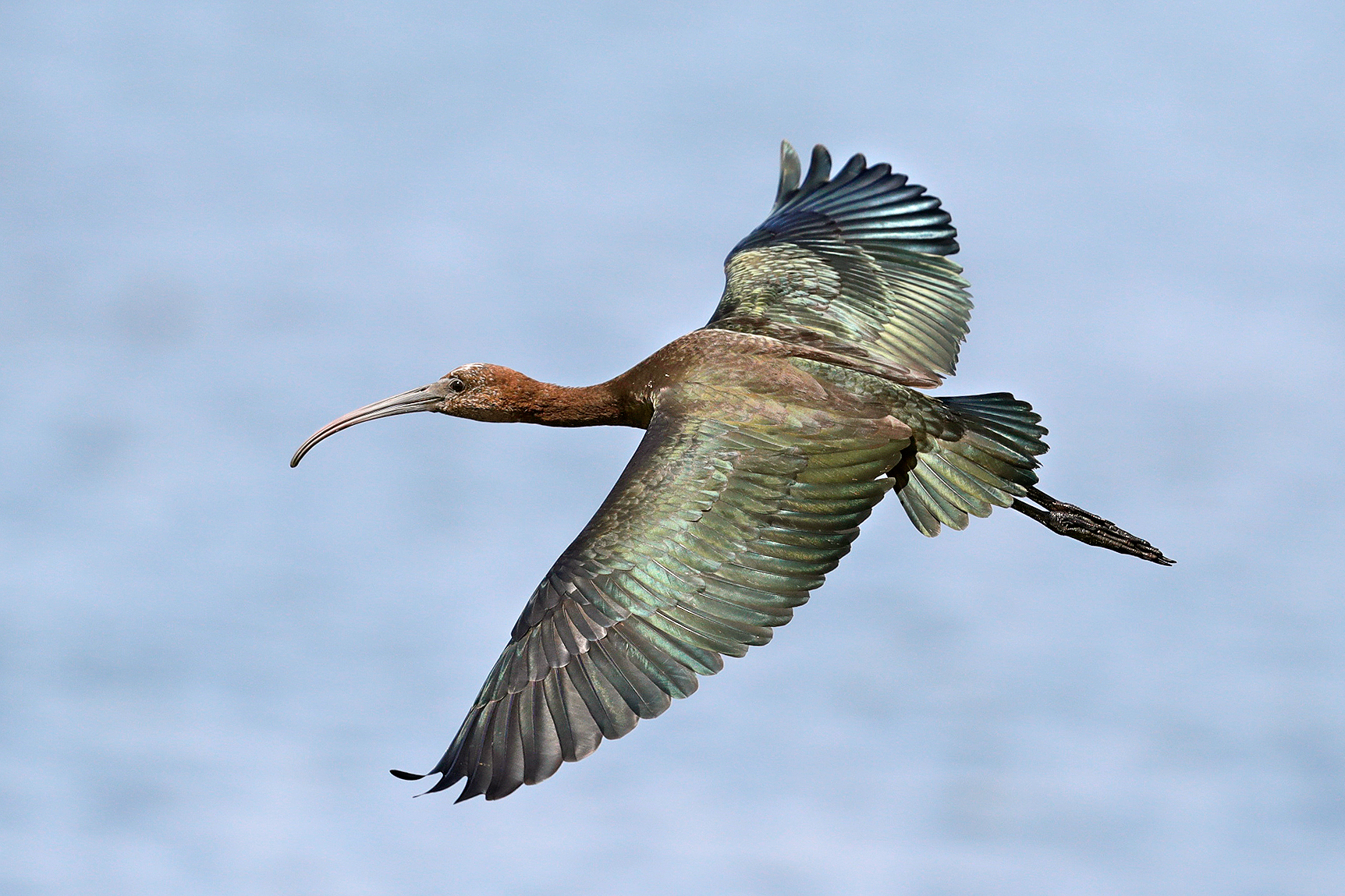 I colori del mignattaio