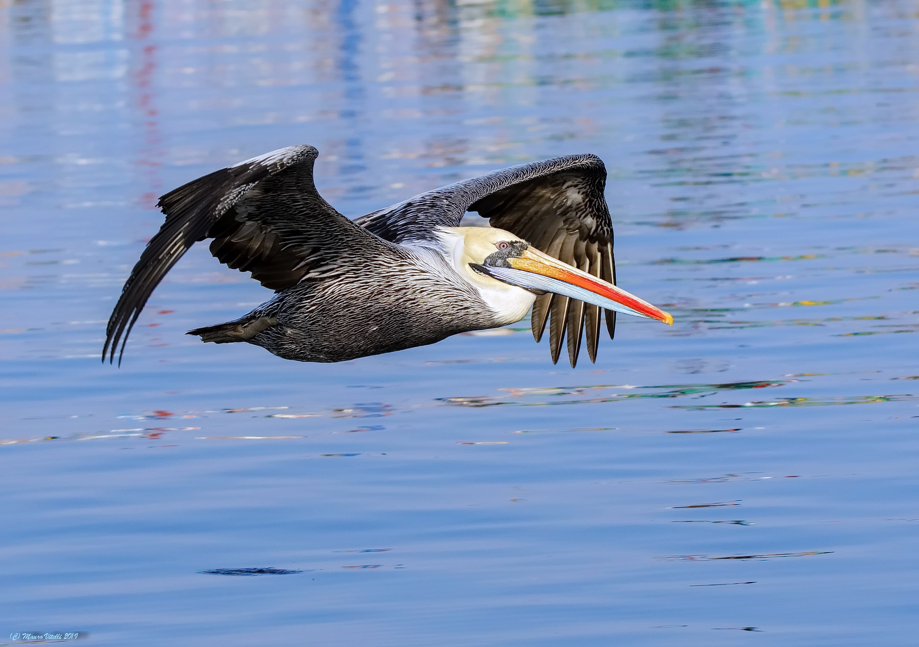 Peruvian Pelican (Pelecanus thagus)
