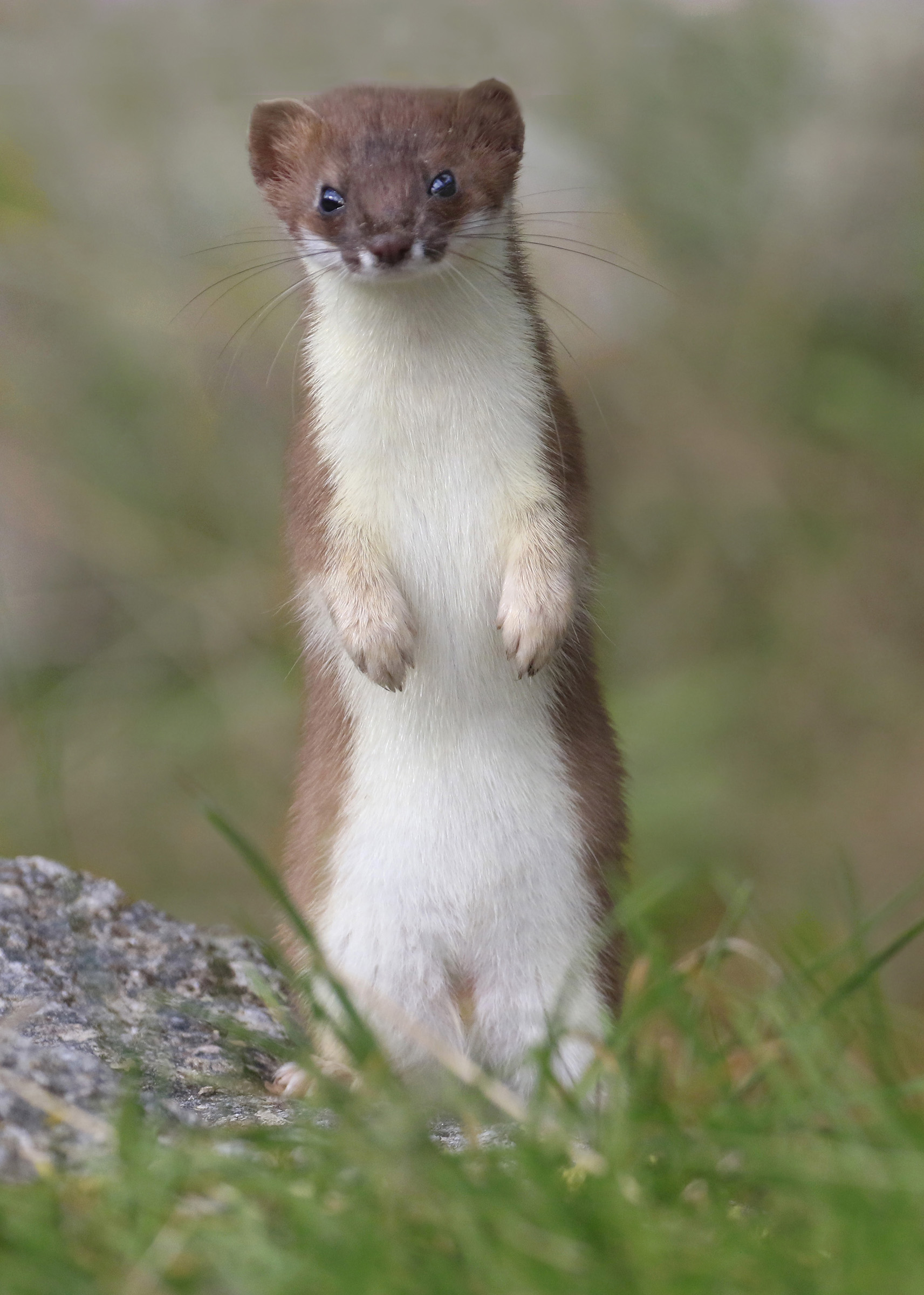 ermine on the attention