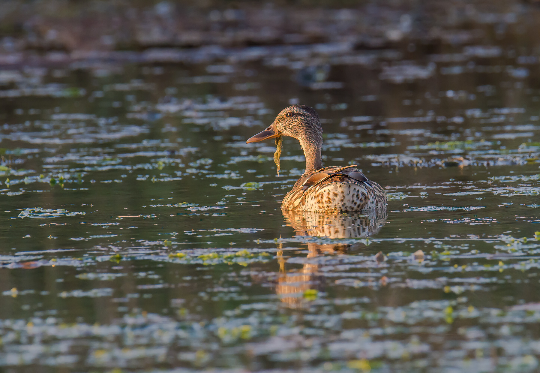 Female of Royal German