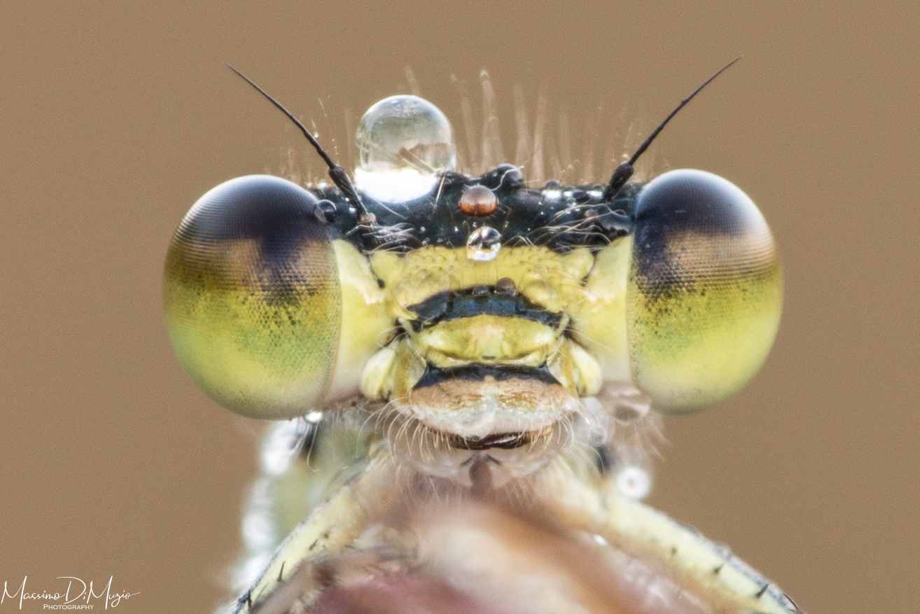 Portrait of a Bridesmaid