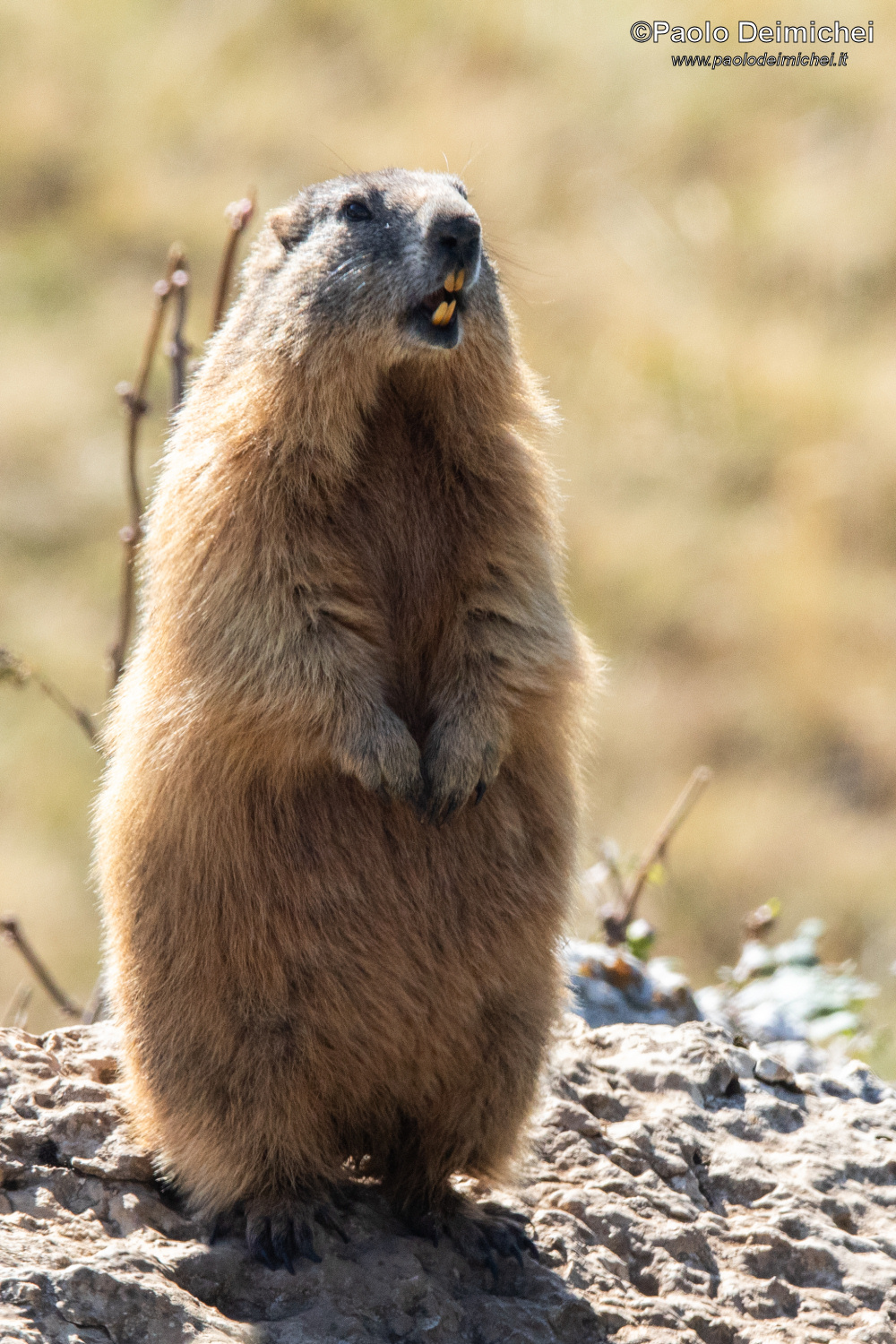 Marmot guard whistling