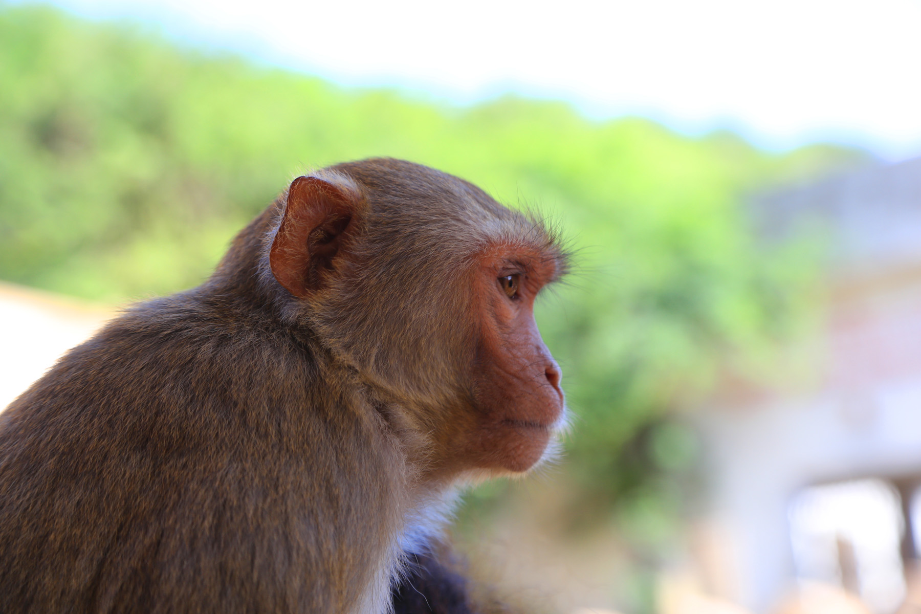 Galtaji Temple - Jaipur