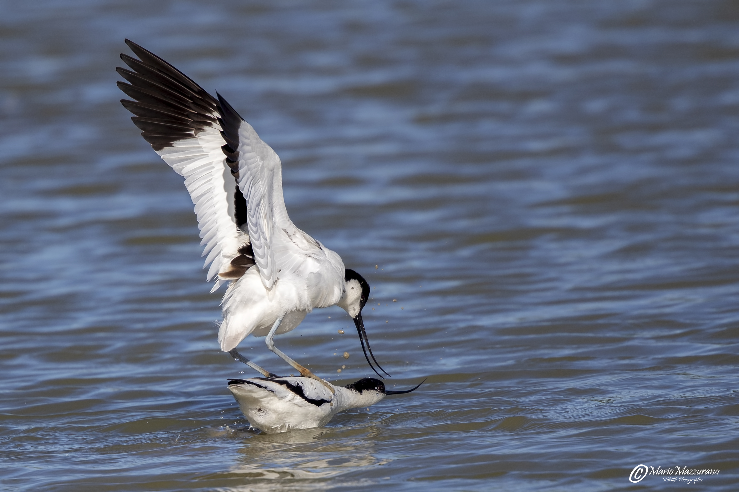 Avocette  "Complicità di coppia"