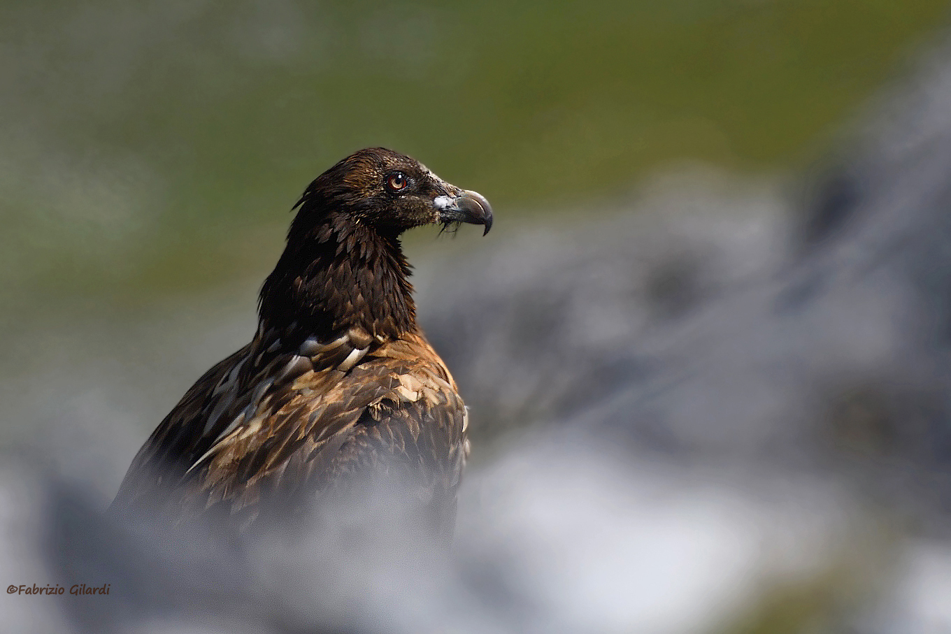 Gypaetus barbatus (Gipeto juv.)
