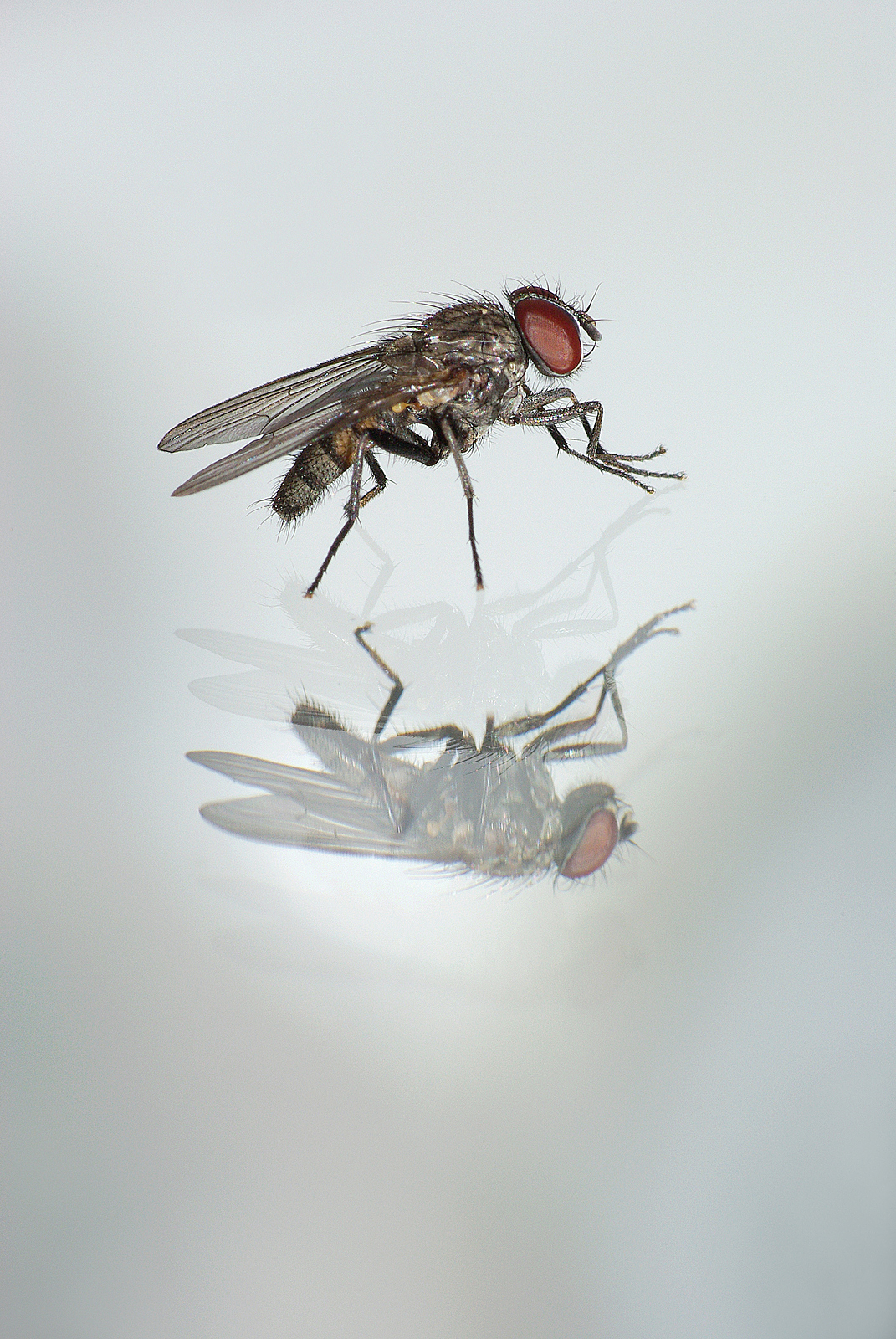 Mosca allo specchio