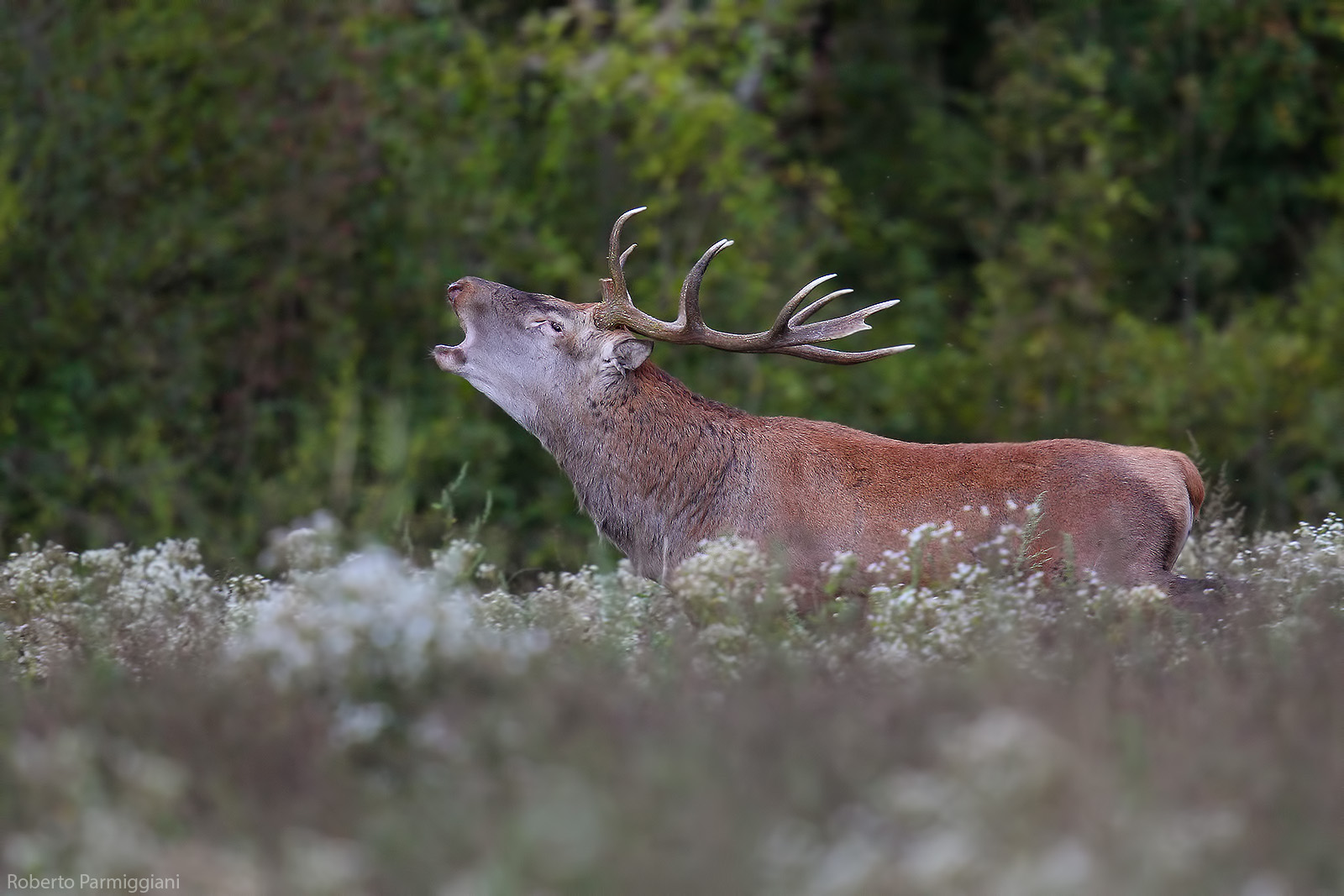 Bramito nel campo fiorito