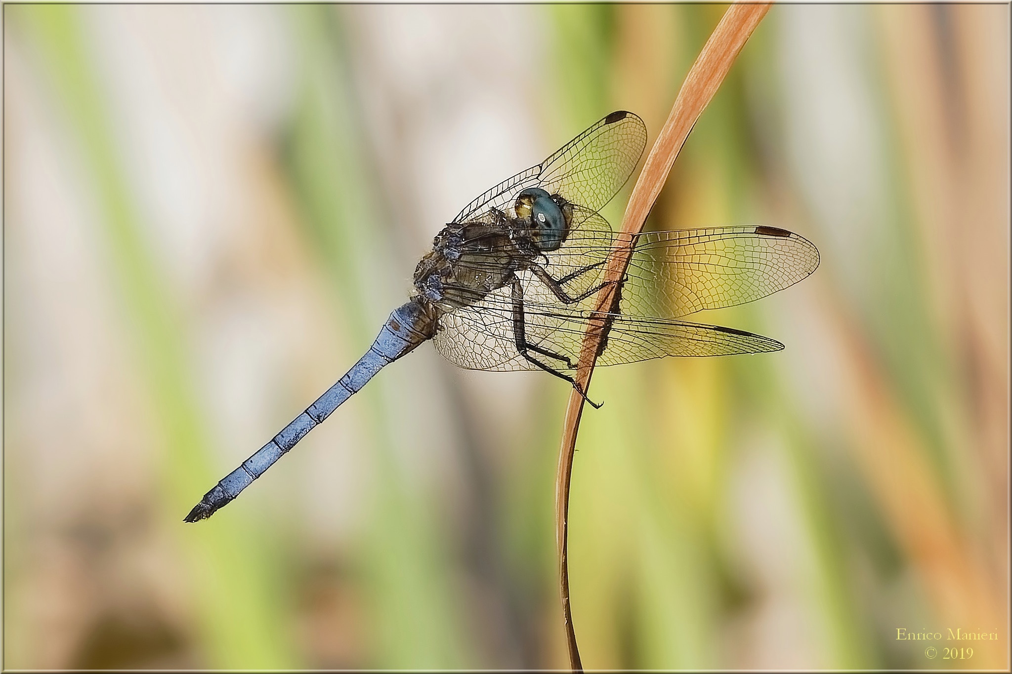 Orthetrum Coerulescens