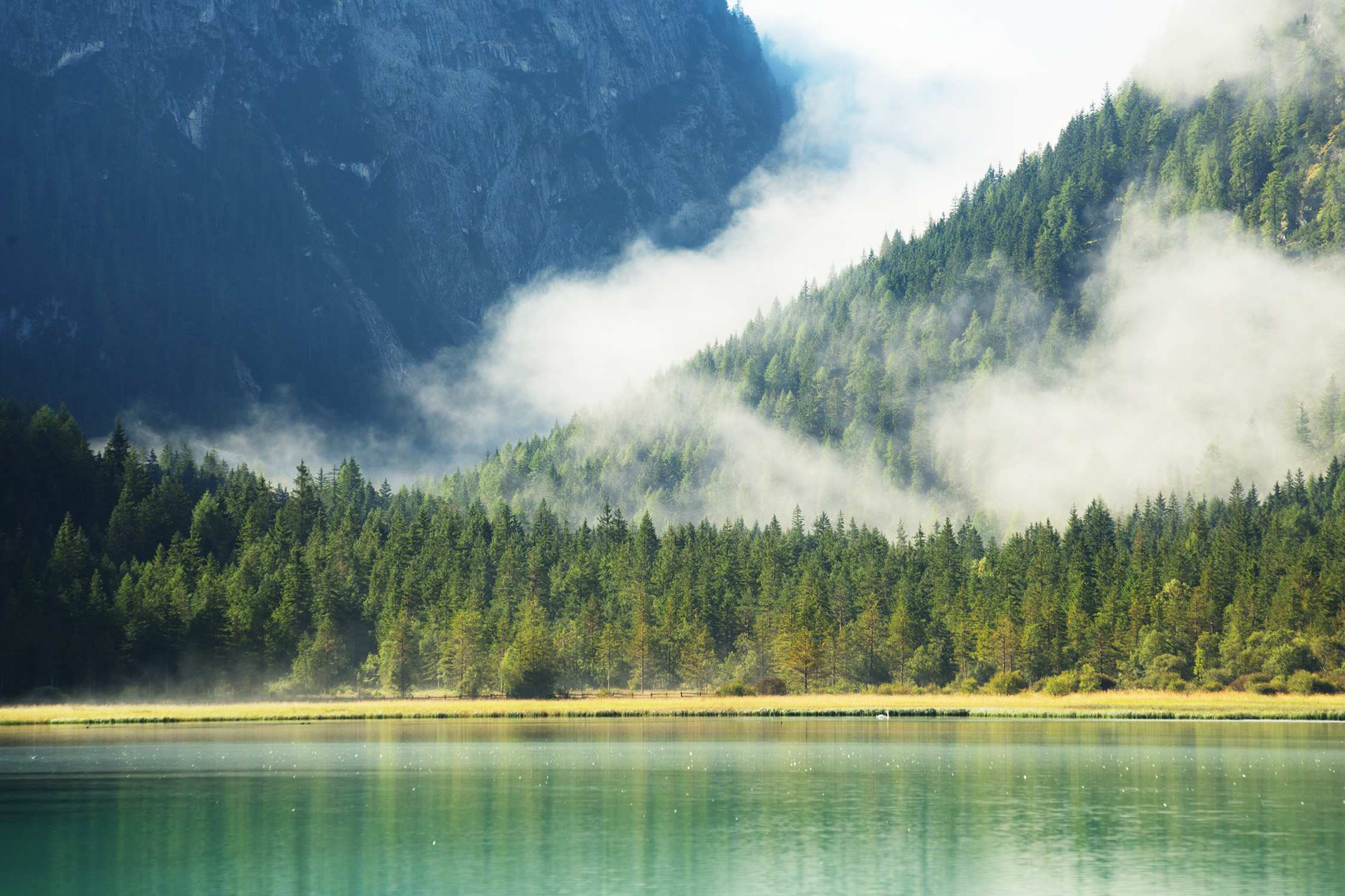Lago di Dobbiaco, particolare