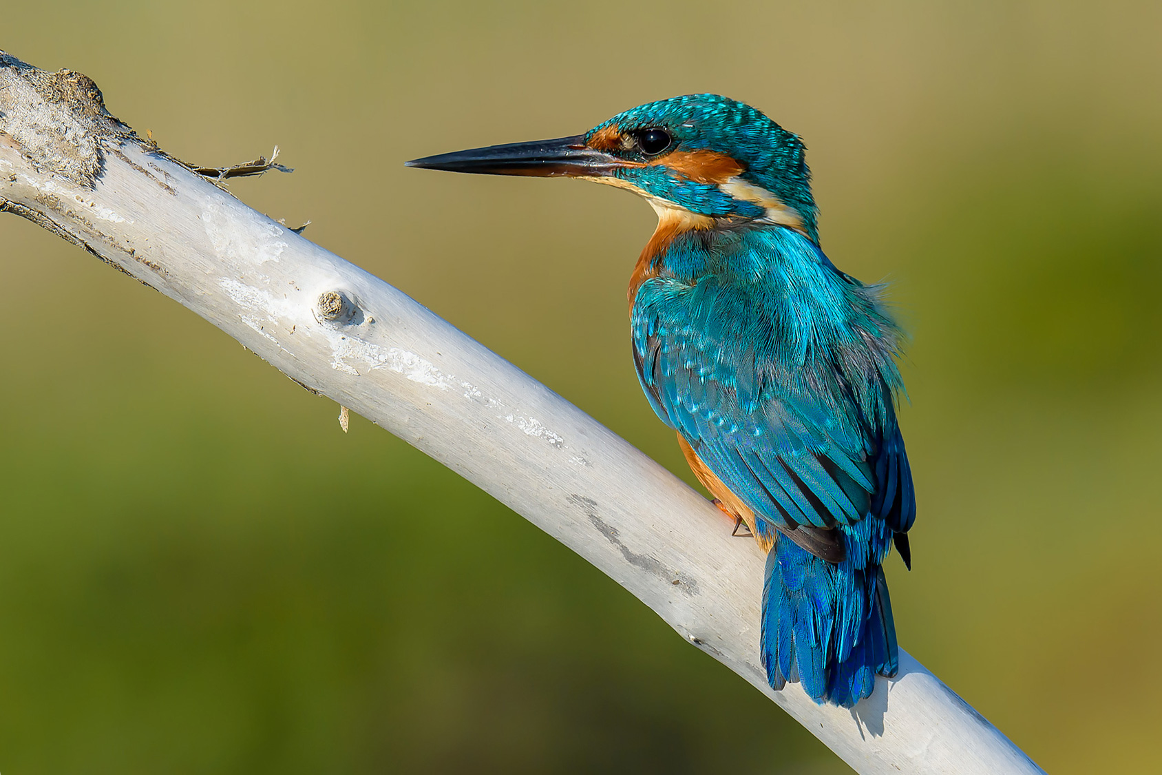 Kingfisher
