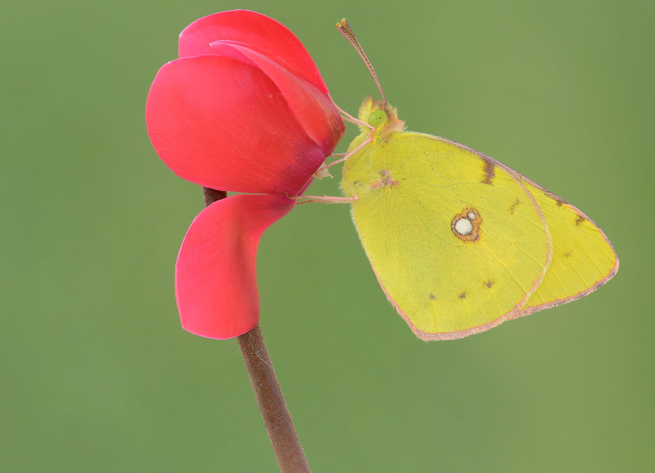 Colias