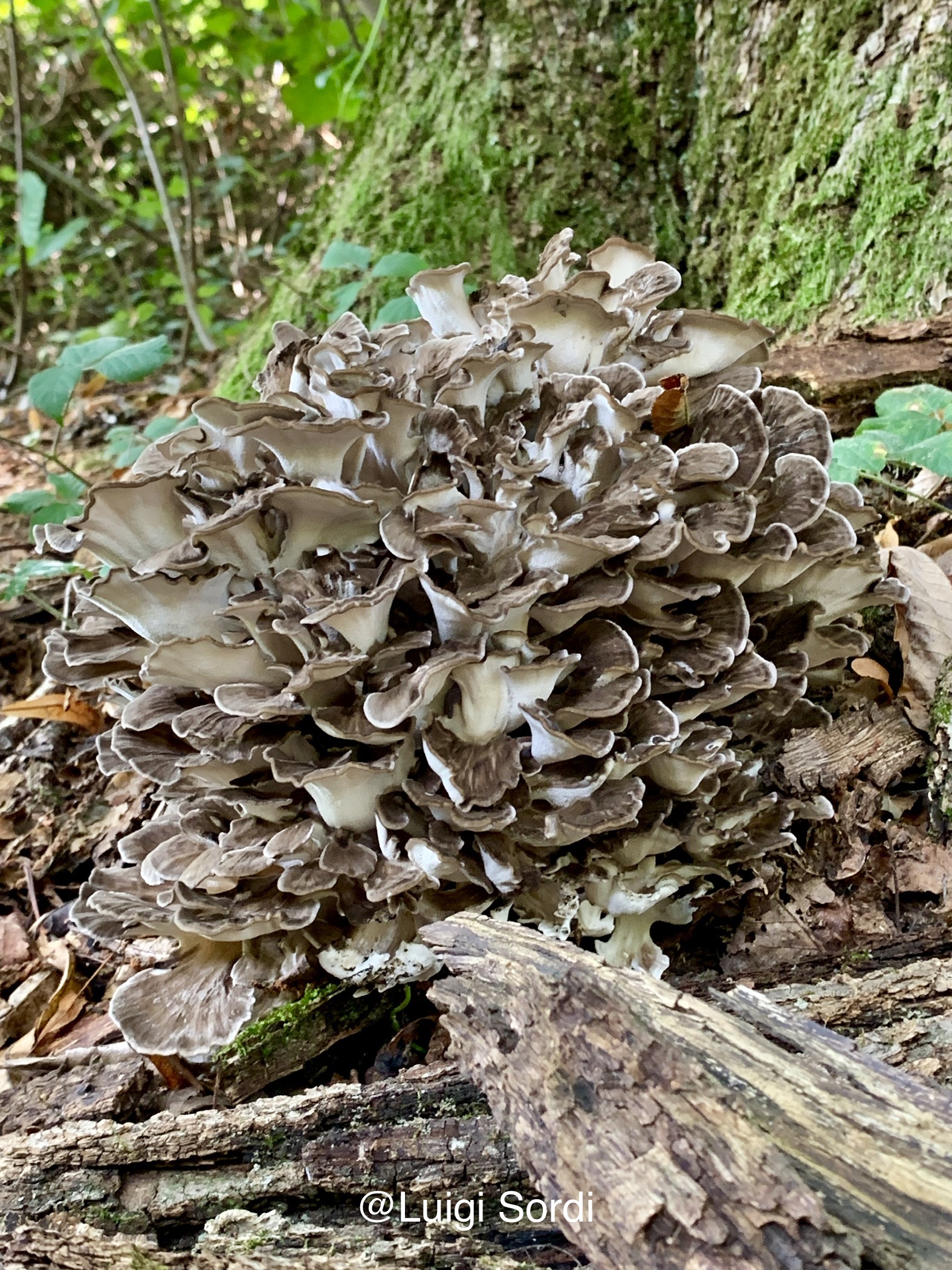 Grifola Frondosa - Maitake