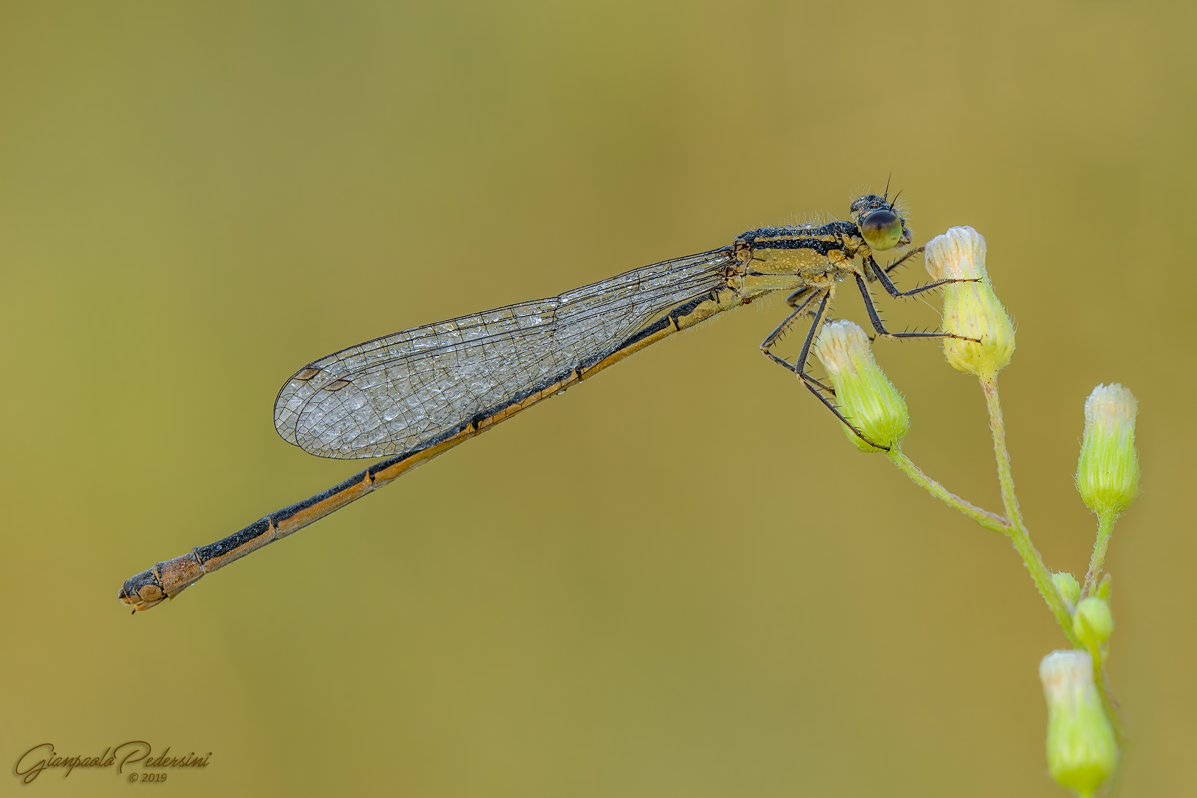 Ischnura elegans - femmina