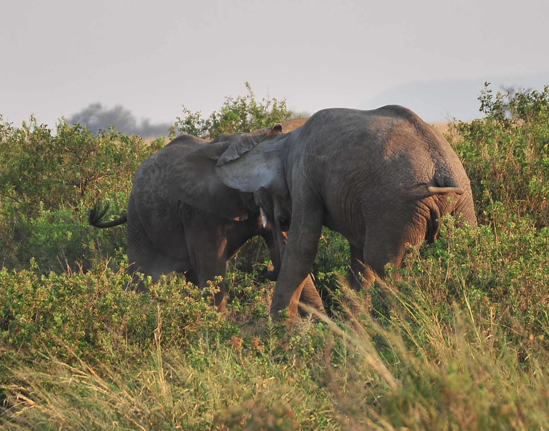 Fighting between titans