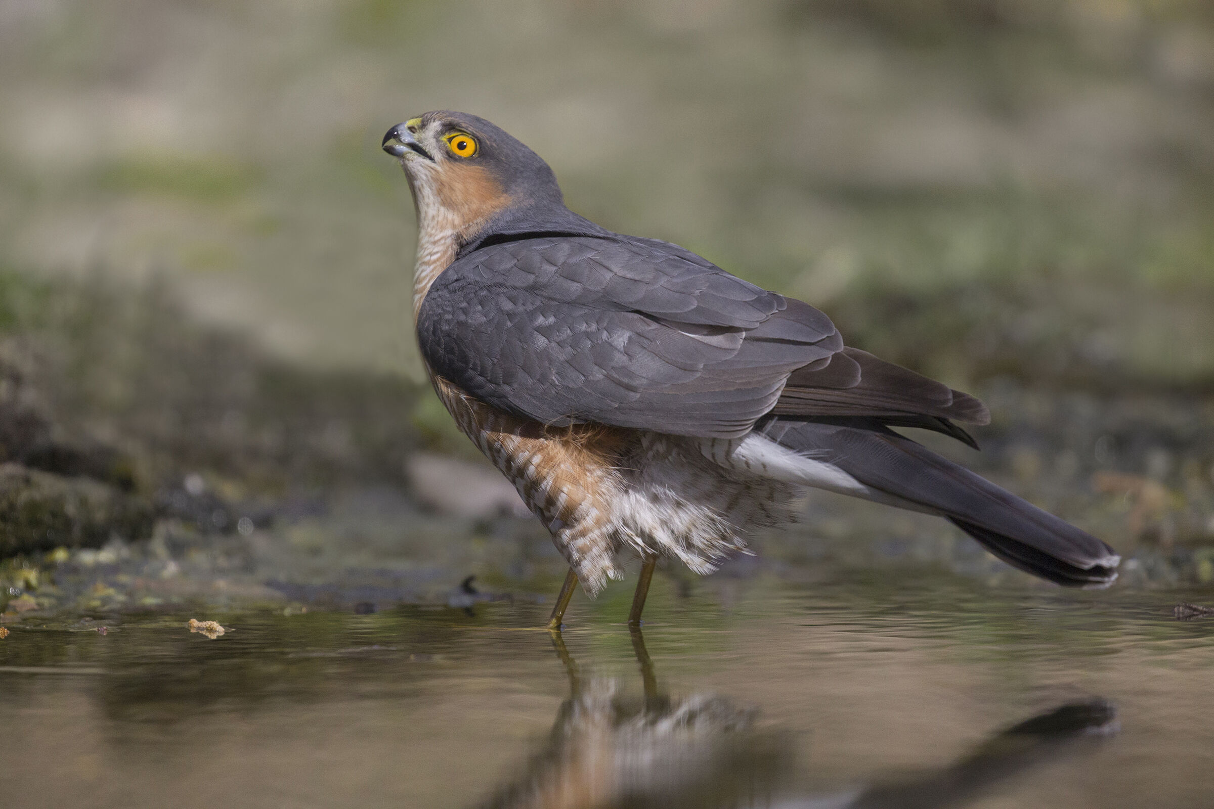 sparrowhawk to the watering