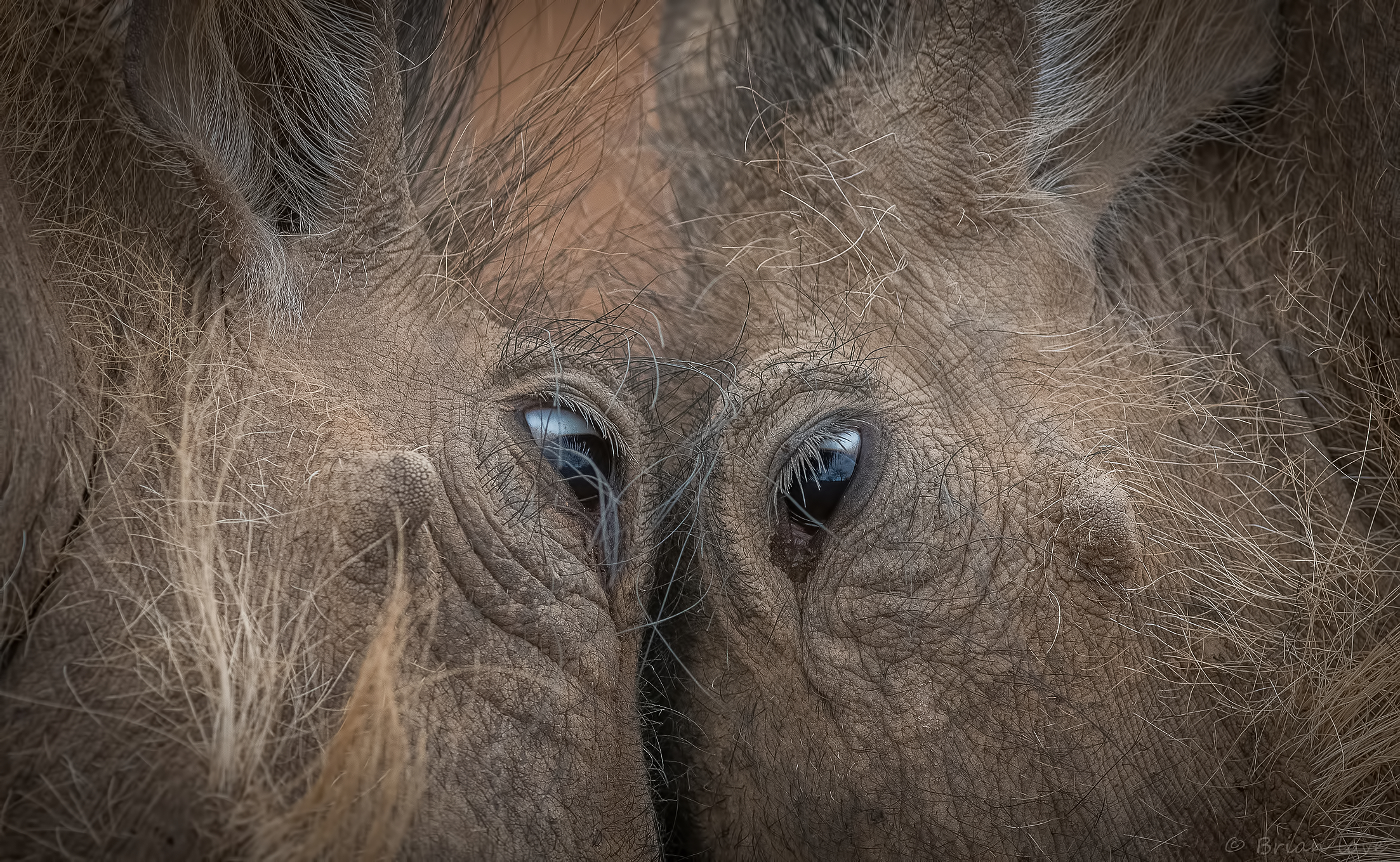 Eye to Eye - Dueling Warthogs