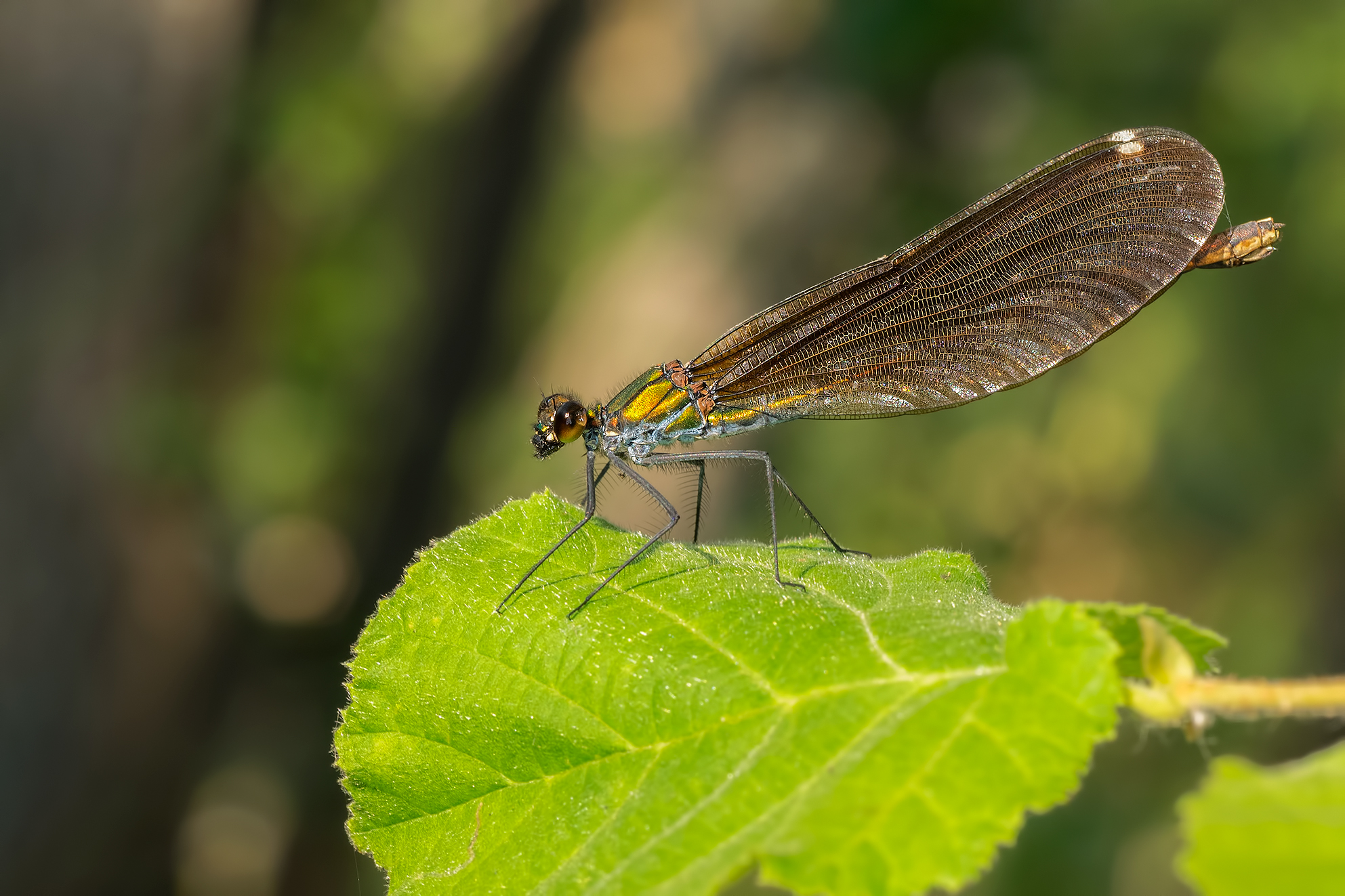 Demoiselle