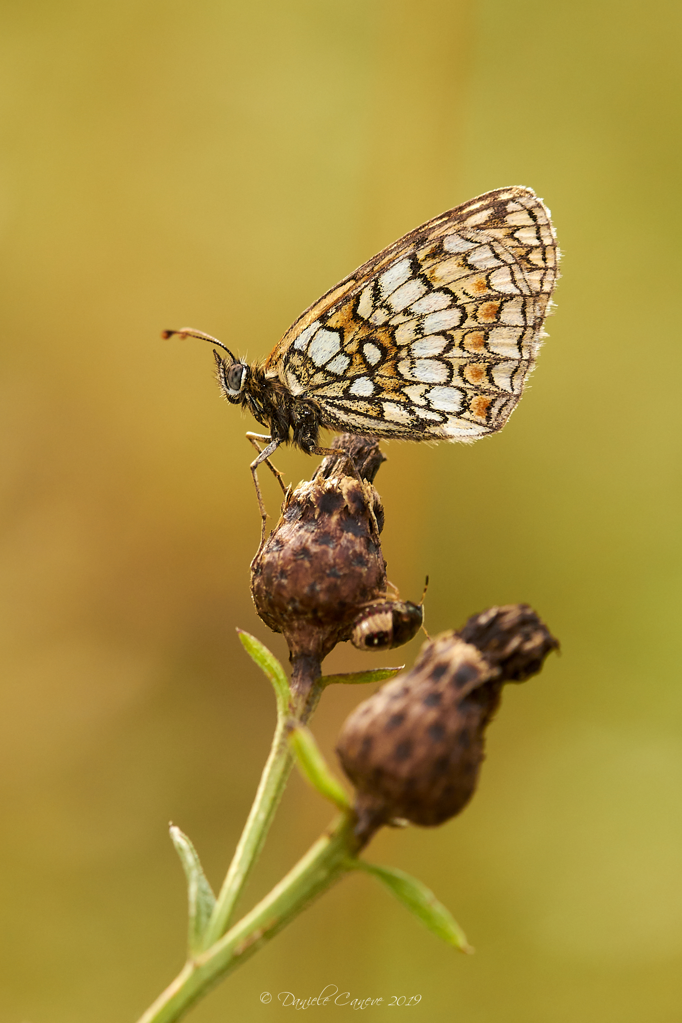 Melitaea athalia