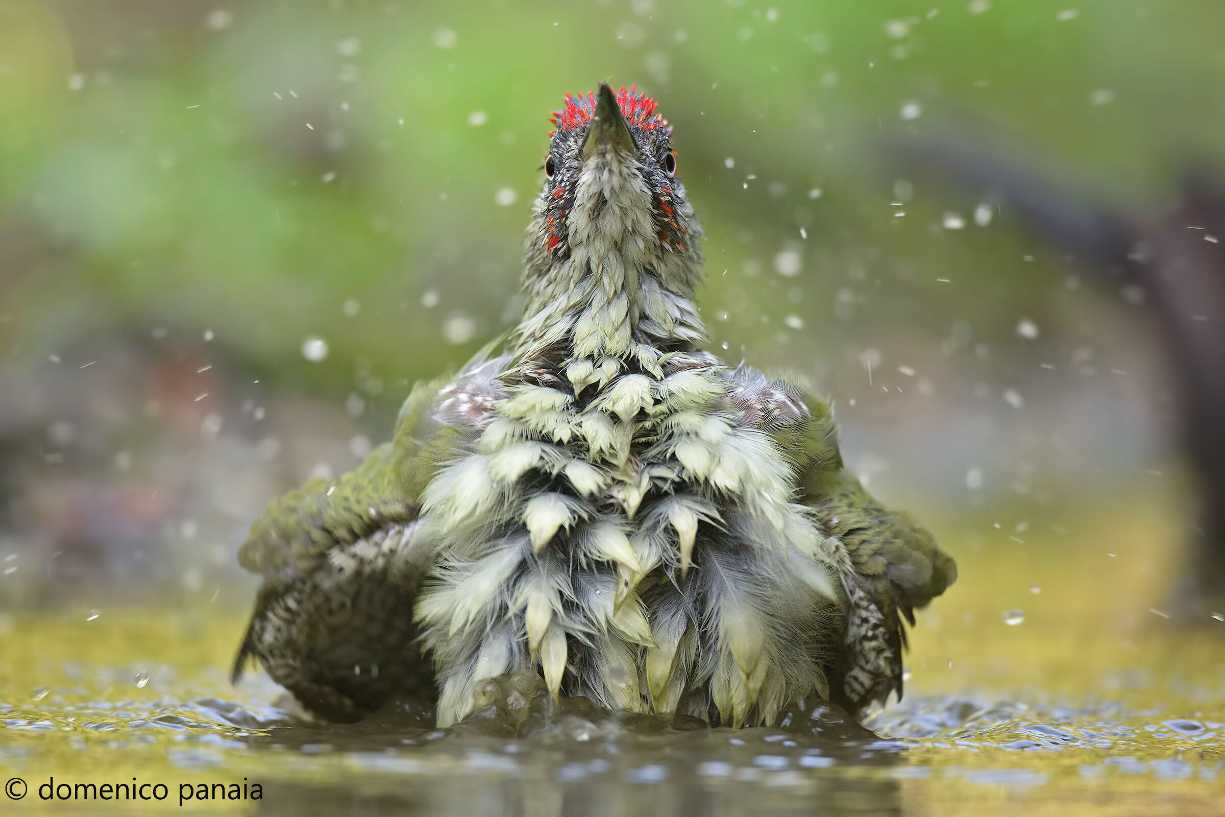 prendo la vita di petto