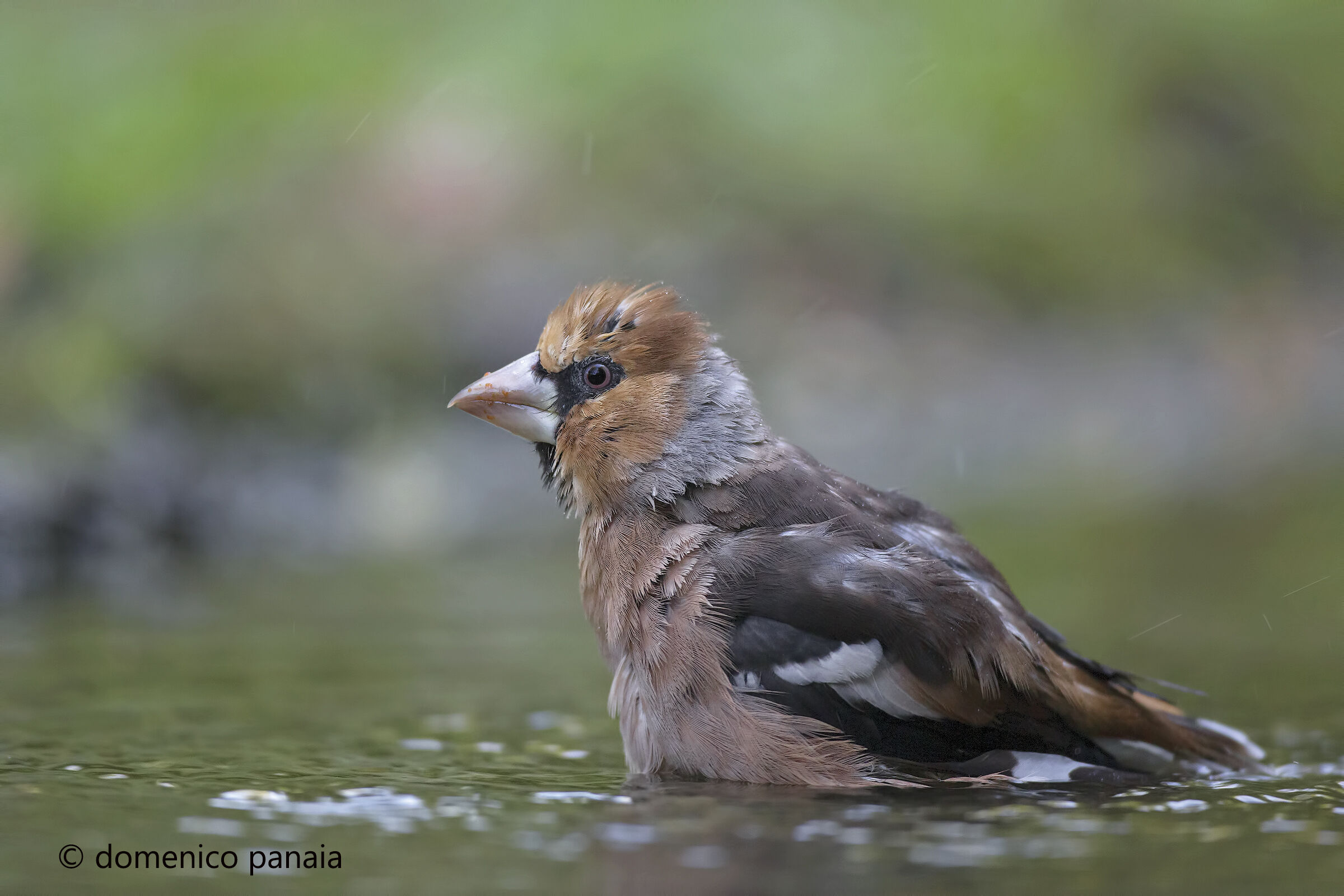primo frosone dell'anno