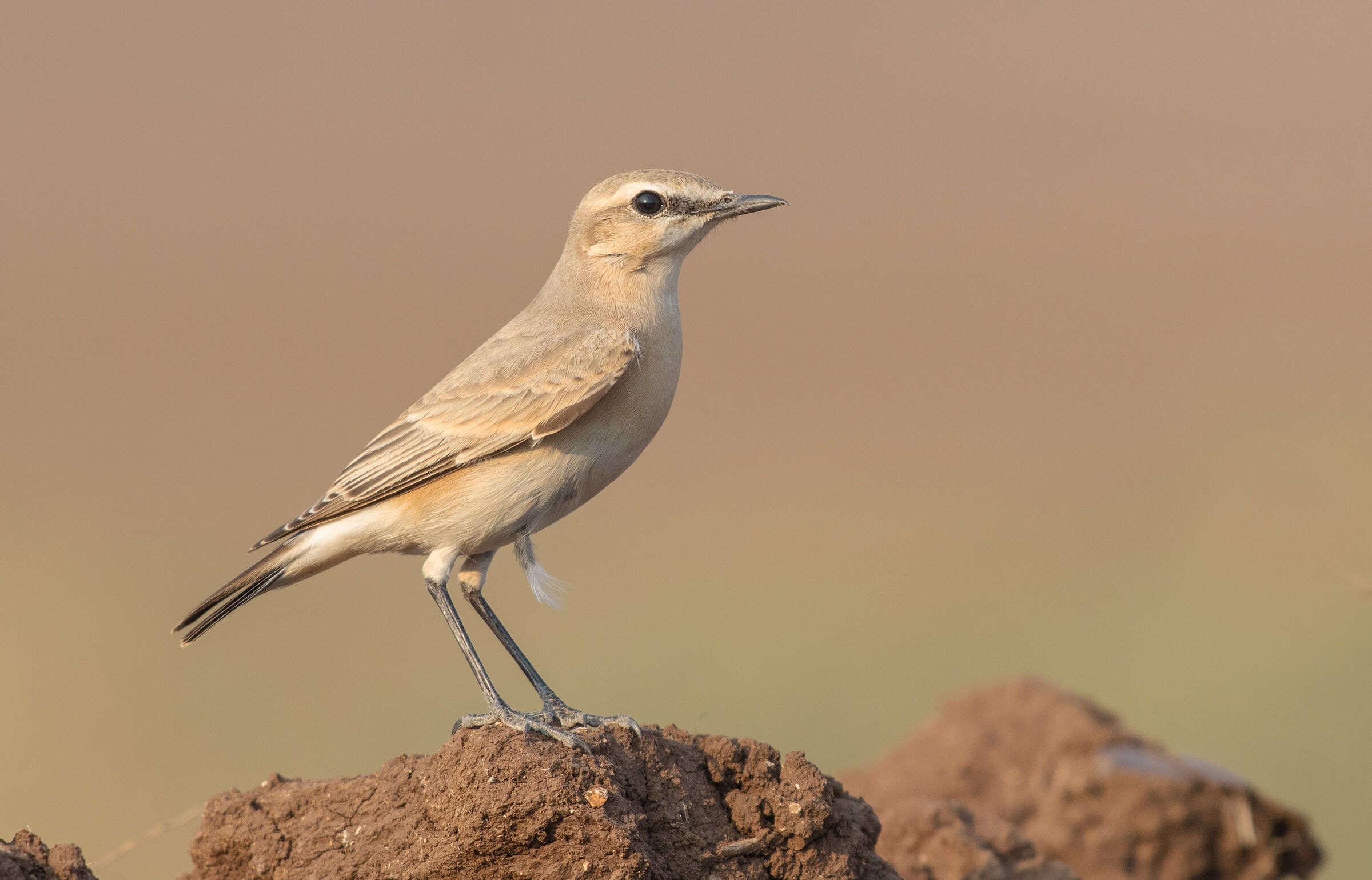 isabelline wheatear